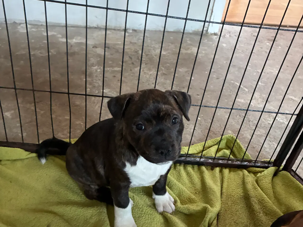 Billede 6 - Staff tæve 12 uger sidste tilbage