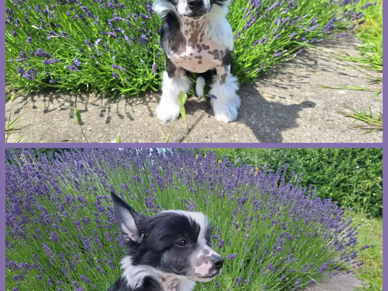 Billede 4 - Chinese Crested med DKK stambog (Allergivenlig)