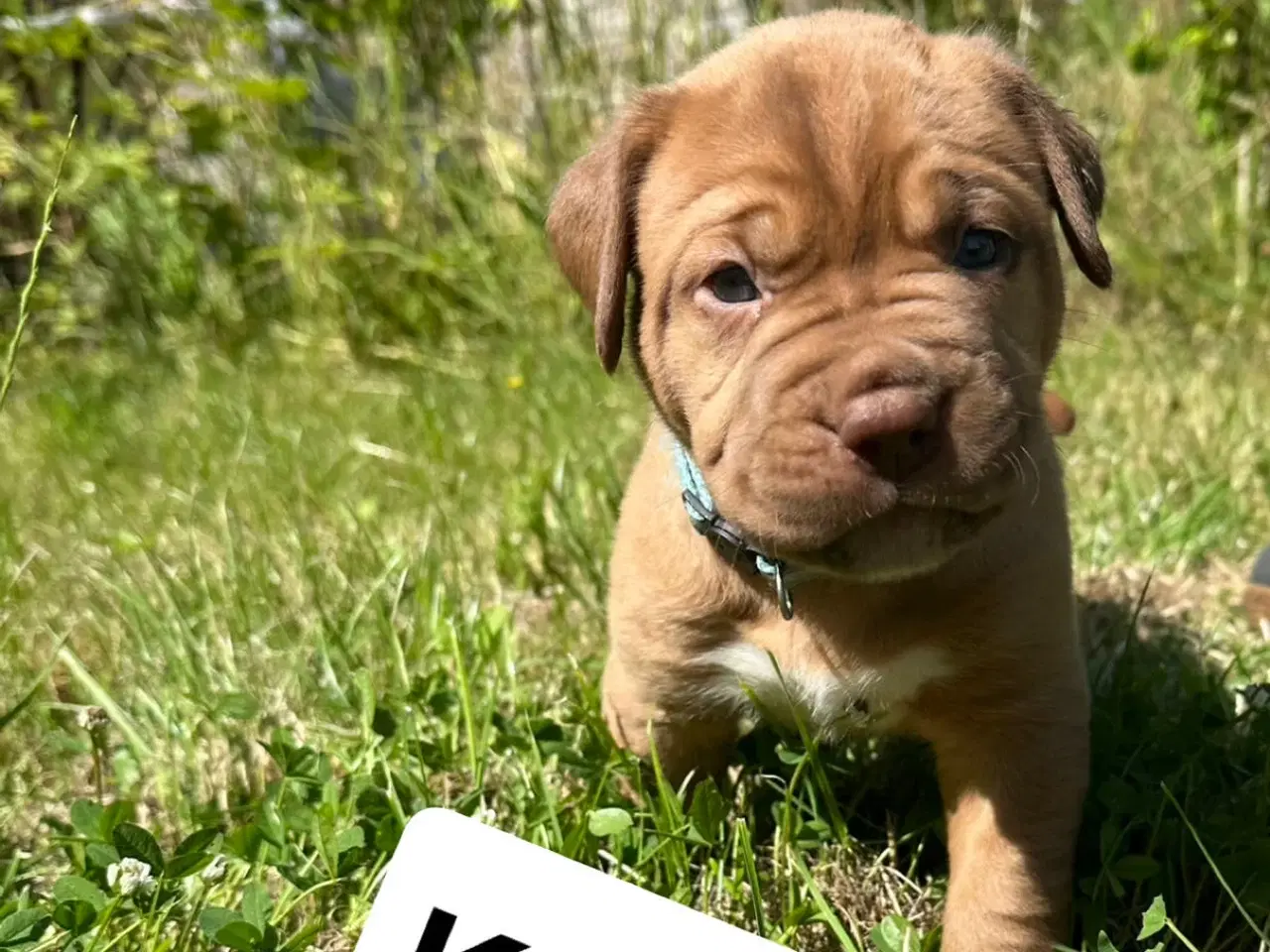 Billede 3 - Hvalpe Cane Corso/Douge de Bordeaux 