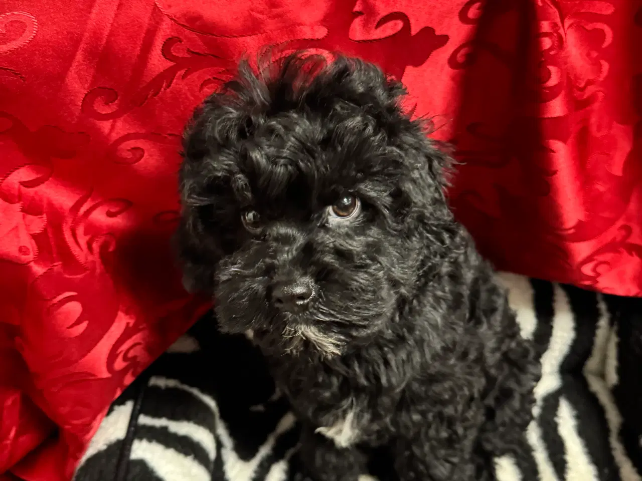 Billede 2 - Cavapoo hvalpe