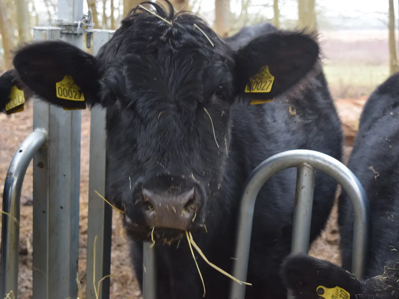 Billede 3 - Angus kvier med stambog