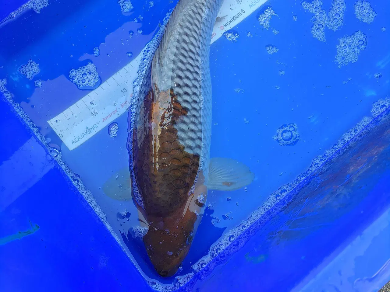 Billede 10 - Koikarper 