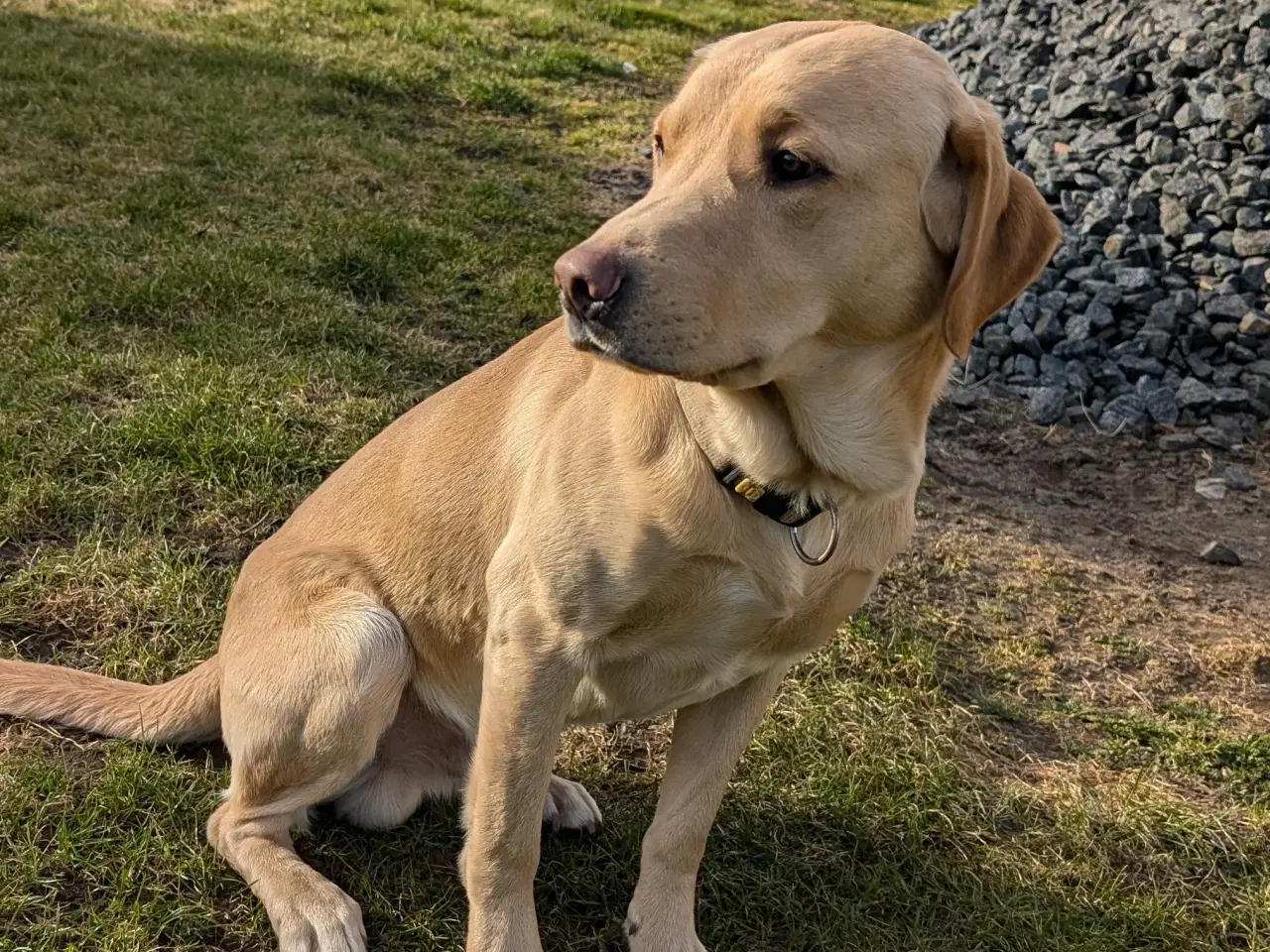 Billede 8 - Gl.dags labrador hvalpe 