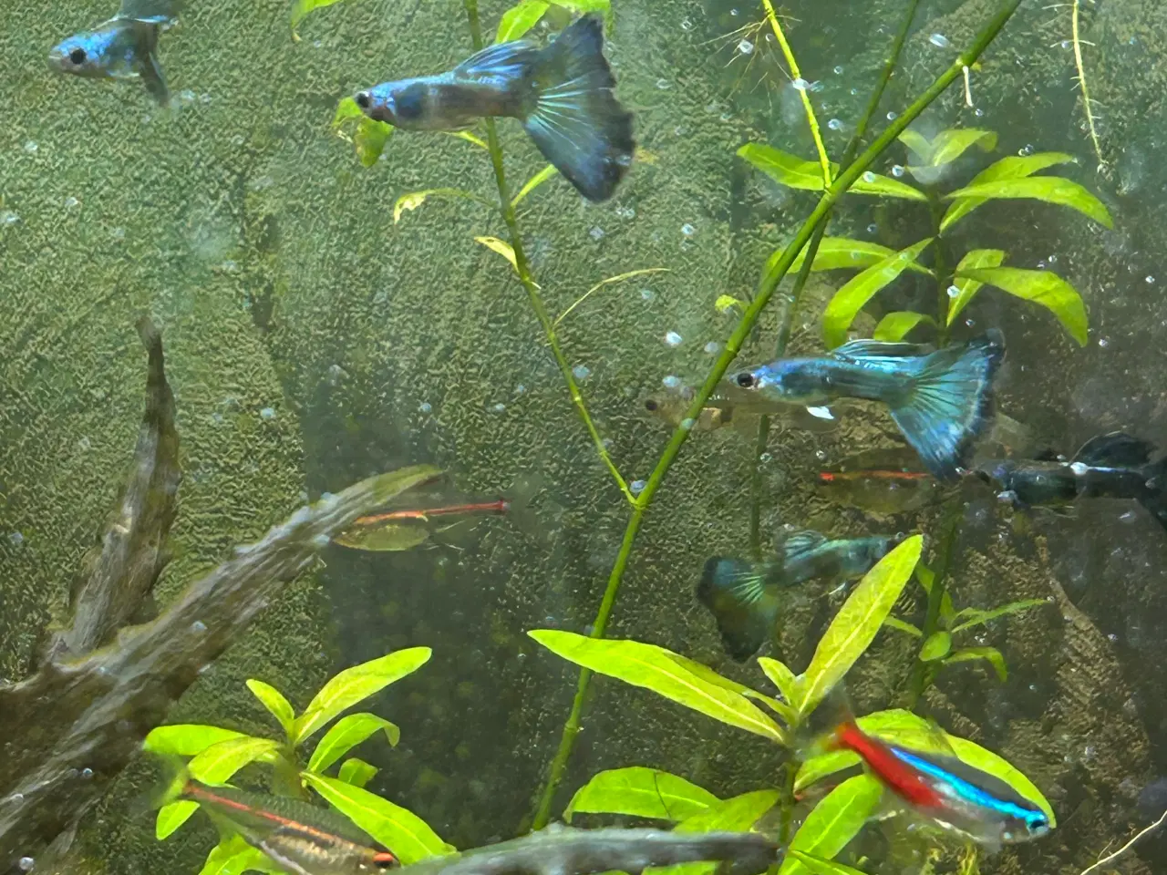 Billede 3 - 🐟🔵 Blue Moscow Guppy Par sælges - Viby J