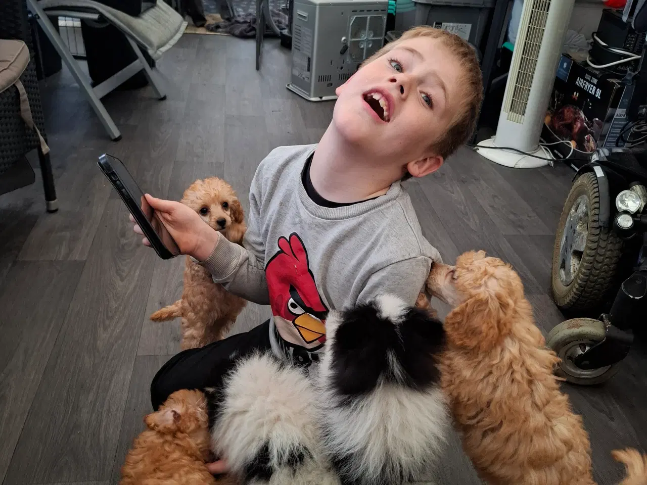 Billede 19 - Toy/dværg puddel hvalp m stambog 