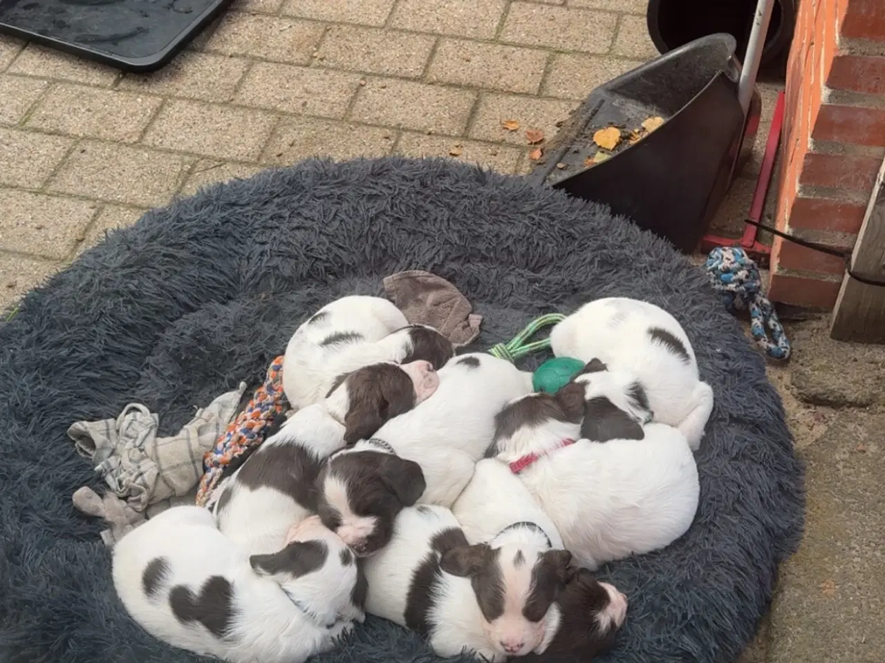 Billede 1 - Ft springer spaniel hvalpe salgsklar 21/10-25
