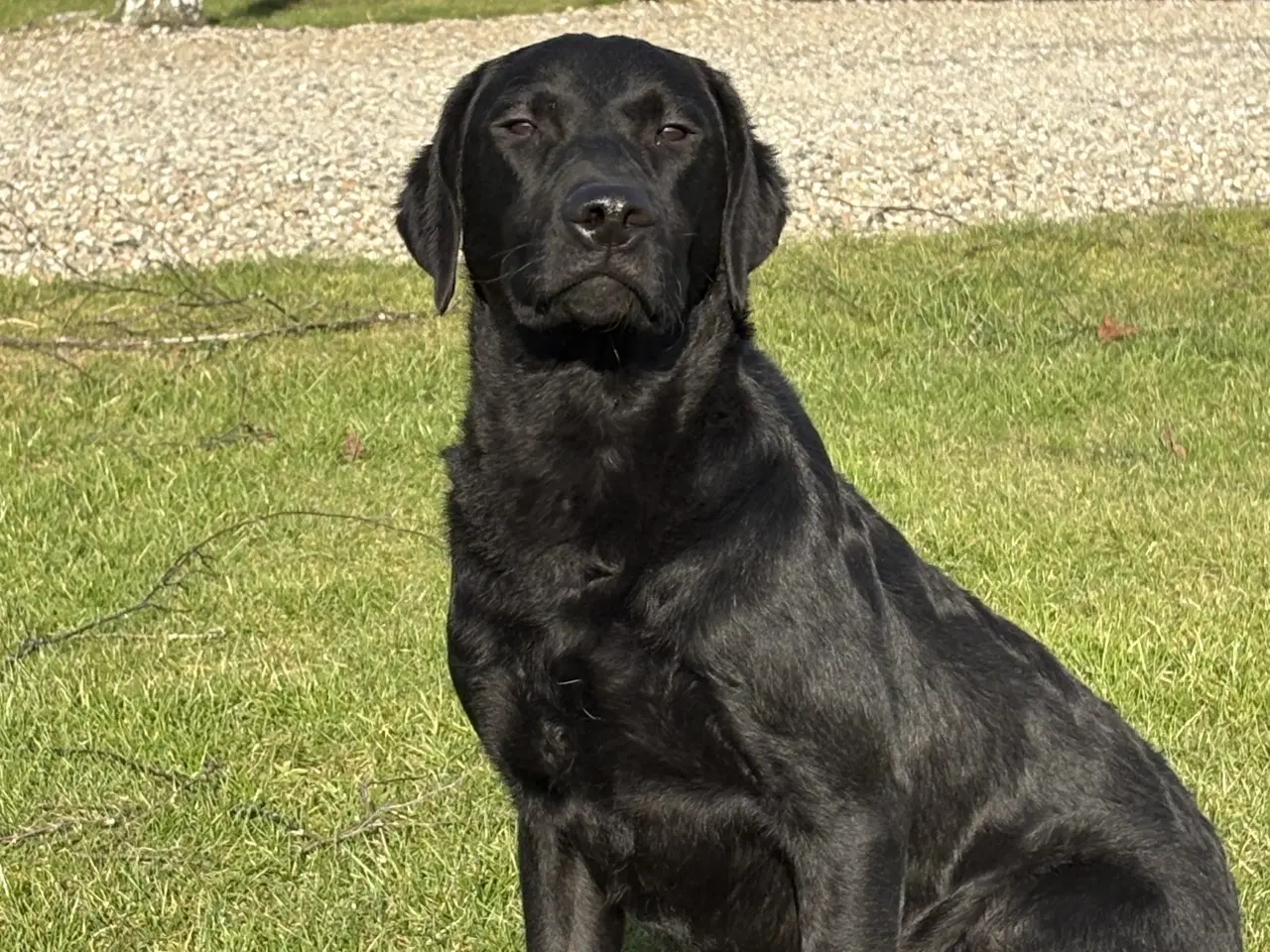 Billede 2 - Labrador