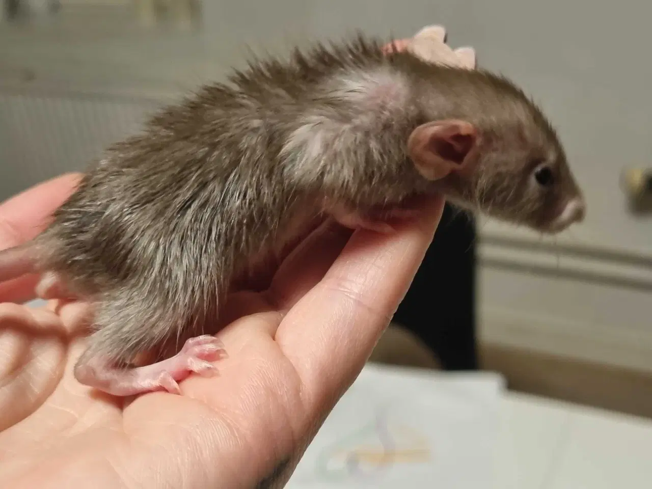 Billede 3 - Dumbo drenge (rotteunger)