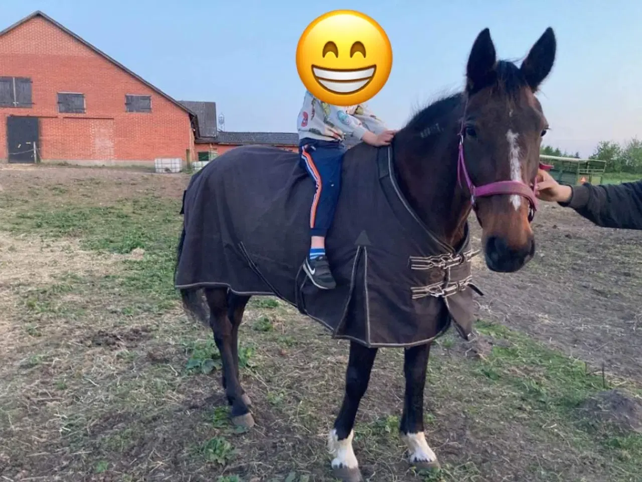 Billede 2 - Haster Ifolet hoppe