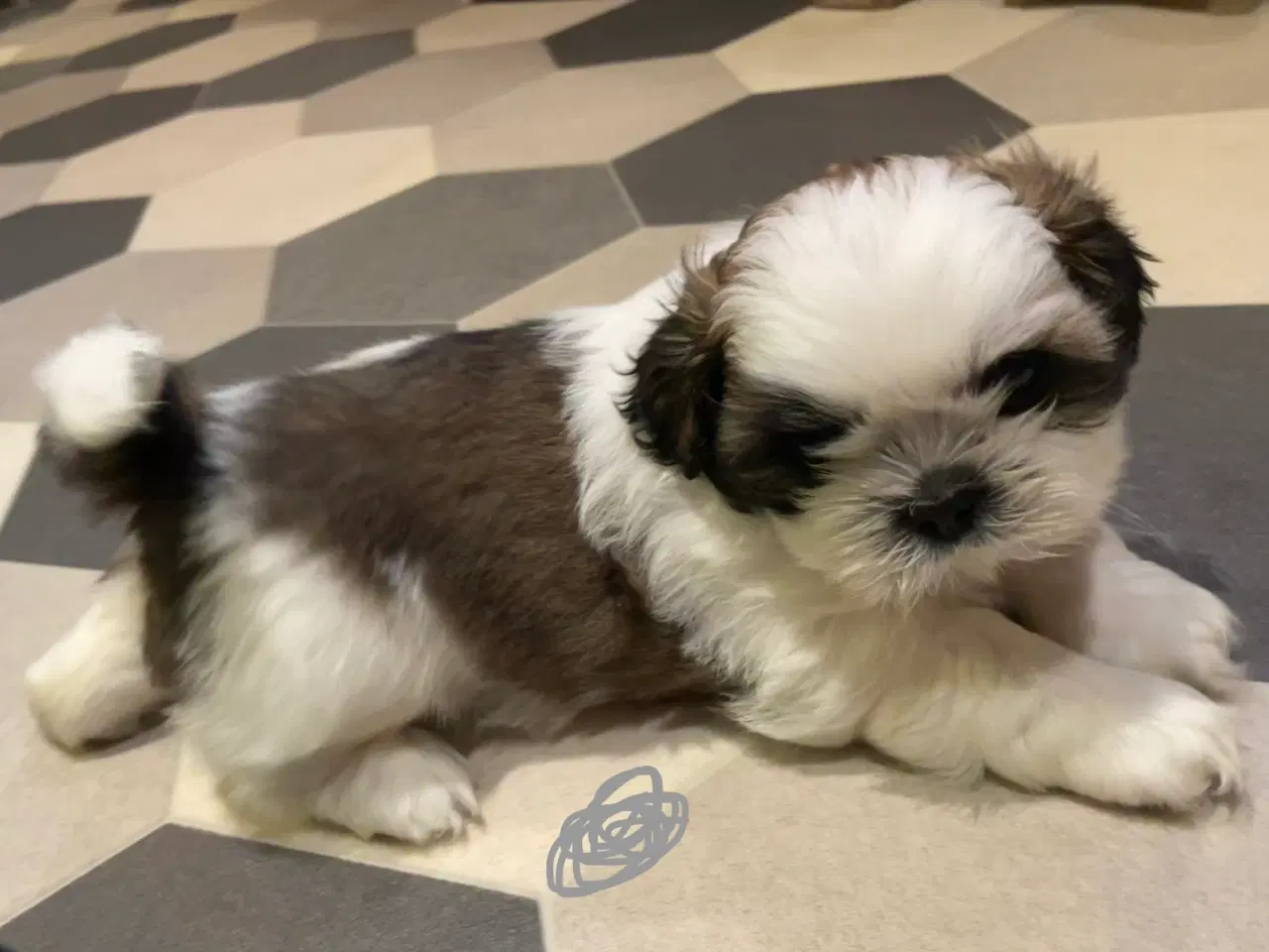 Billede 11 - 4 små Shih Tzu hvalpe mangler nye hjem🐶