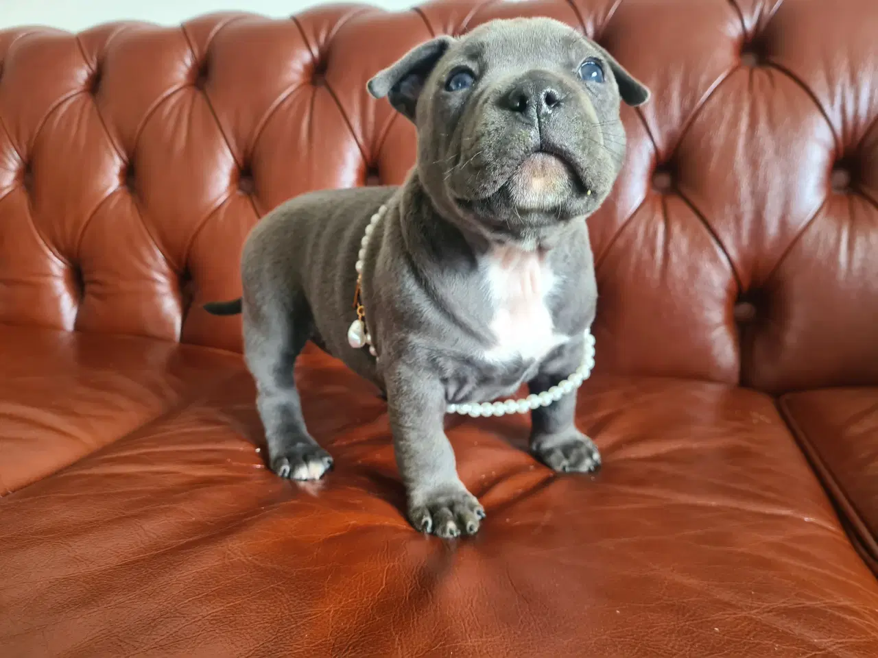 Billede 7 - American Bully pige blå - abkc Pocket