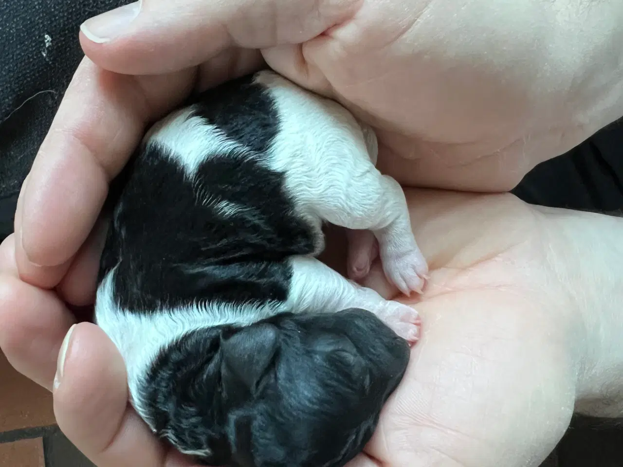 Billede 4 - Dværgpuddel blanding, foxpuddel, hvalpe