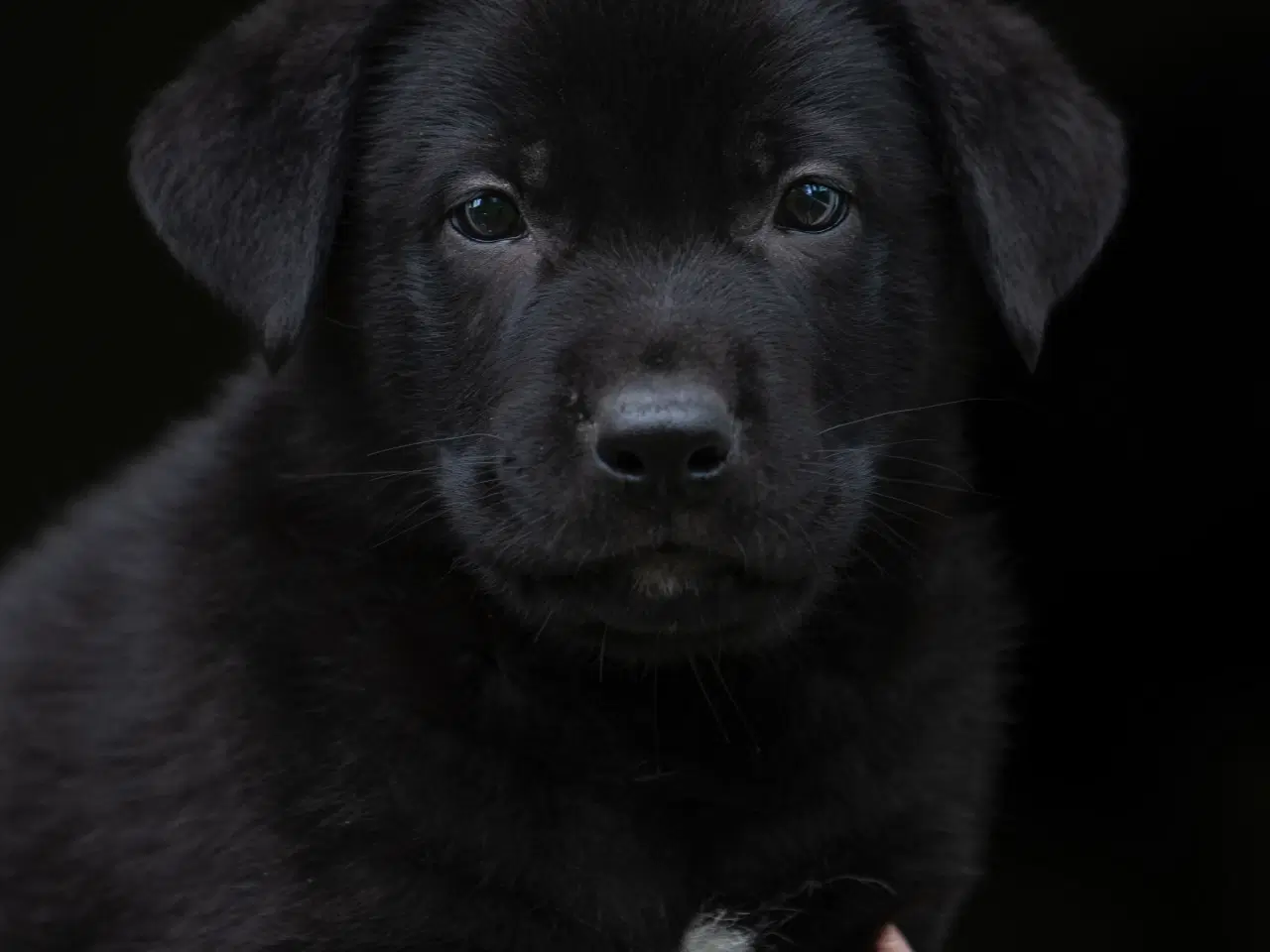 Billede 4 - Labrador schæfer hvalpe klar til nye hjem 