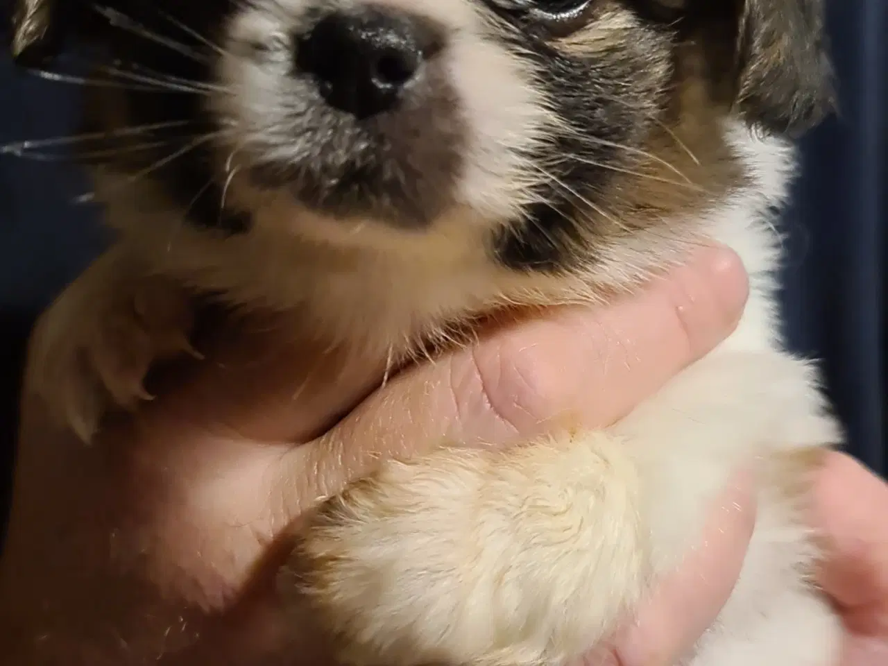 Billede 4 - Chihuahua/pekingeser blanding 