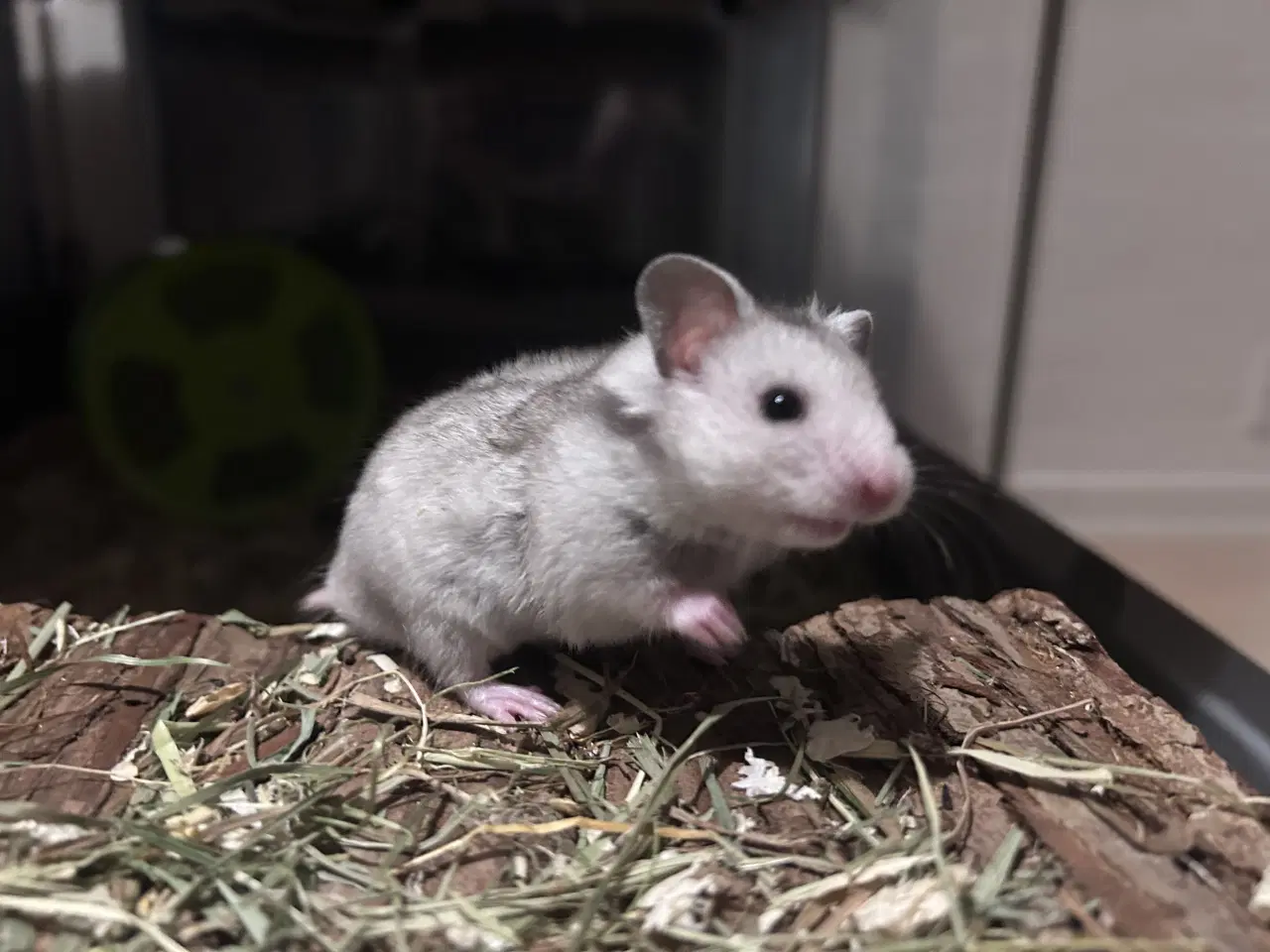 Billede 3 - Sibiriske guldhamster unge