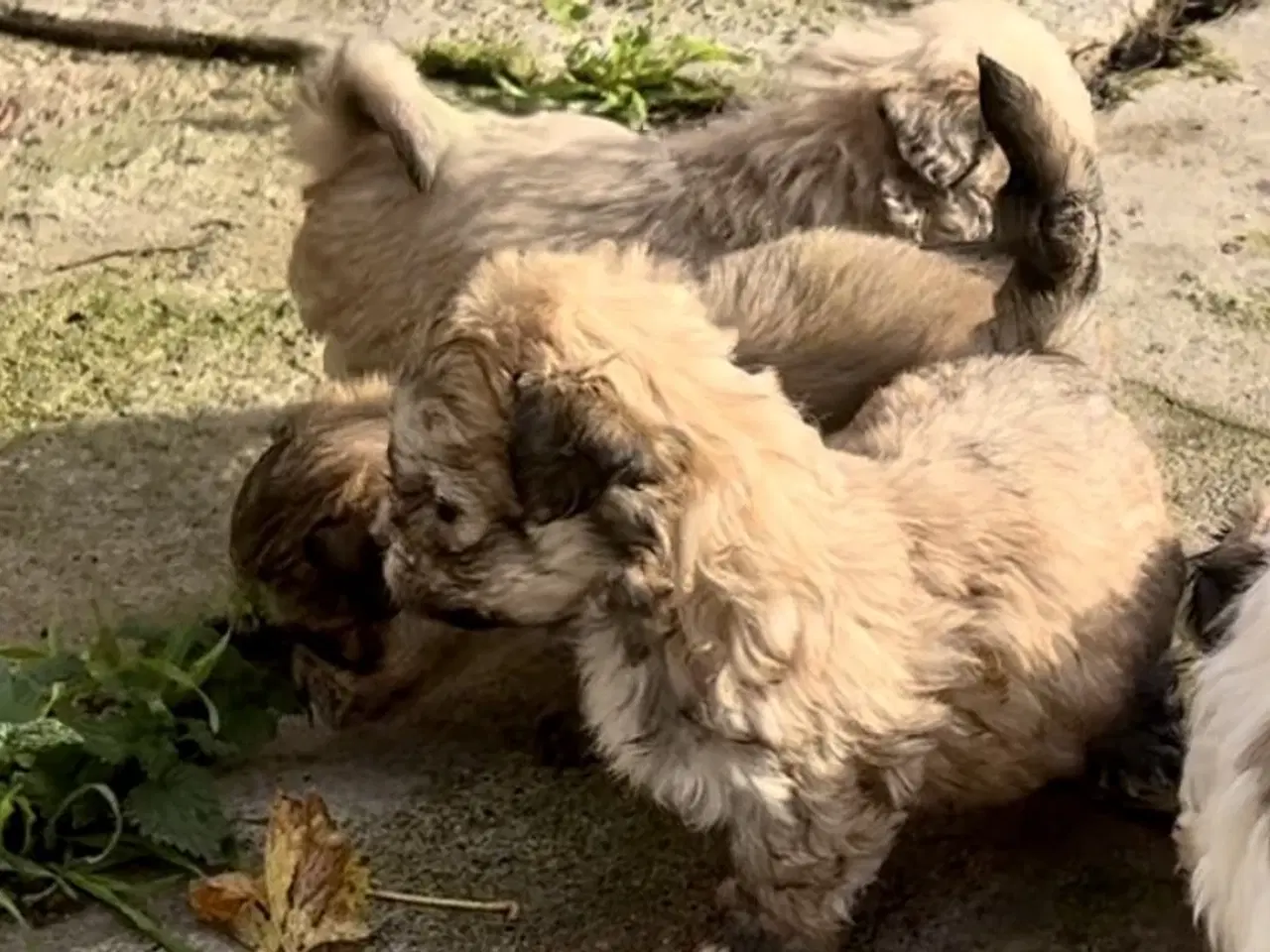 Billede 17 - Små allergivenlige og ikke fældende hundehvalpe
