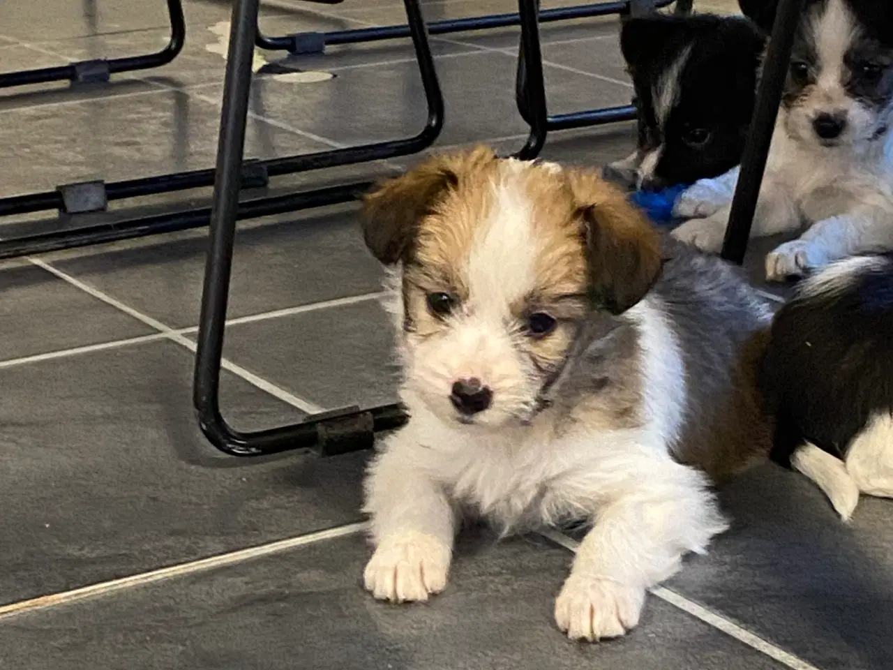 Billede 3 - Border collie / Coton de Tulear