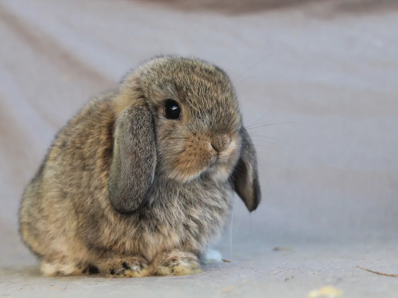 Billede 5 - Mini lops drenge