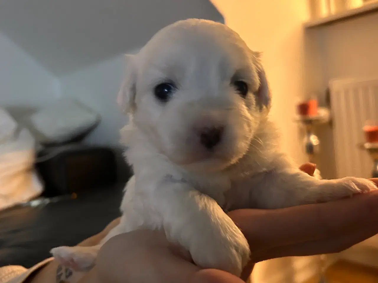 Billede 4 - Coton de tulear med basis plus stamtavle