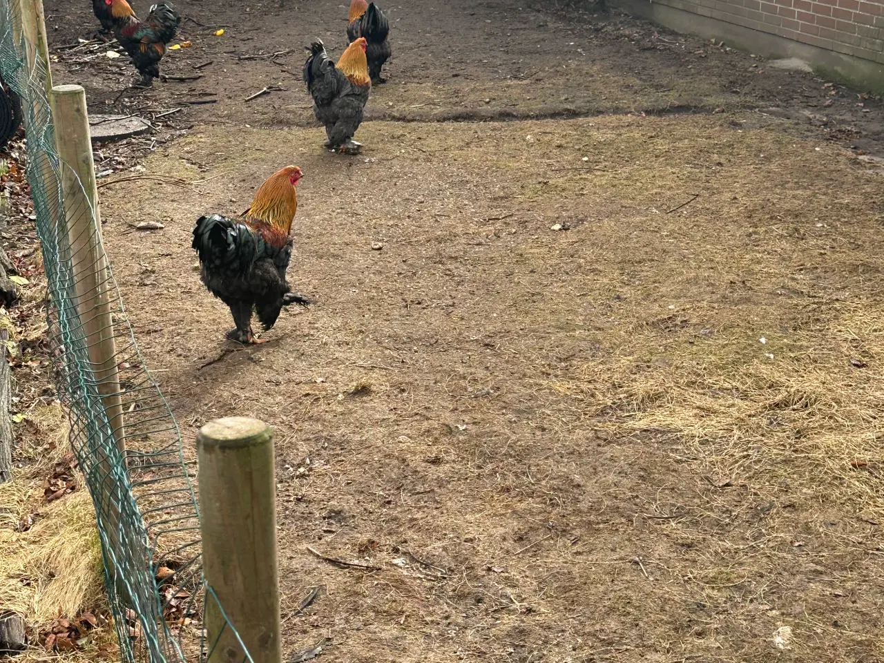 Billede 3 - Hane sælges 