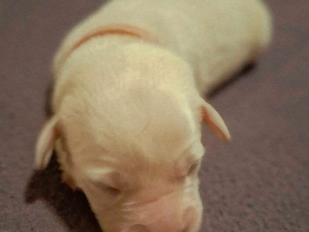 Billede 9 - De lækreste blandingshvalpe