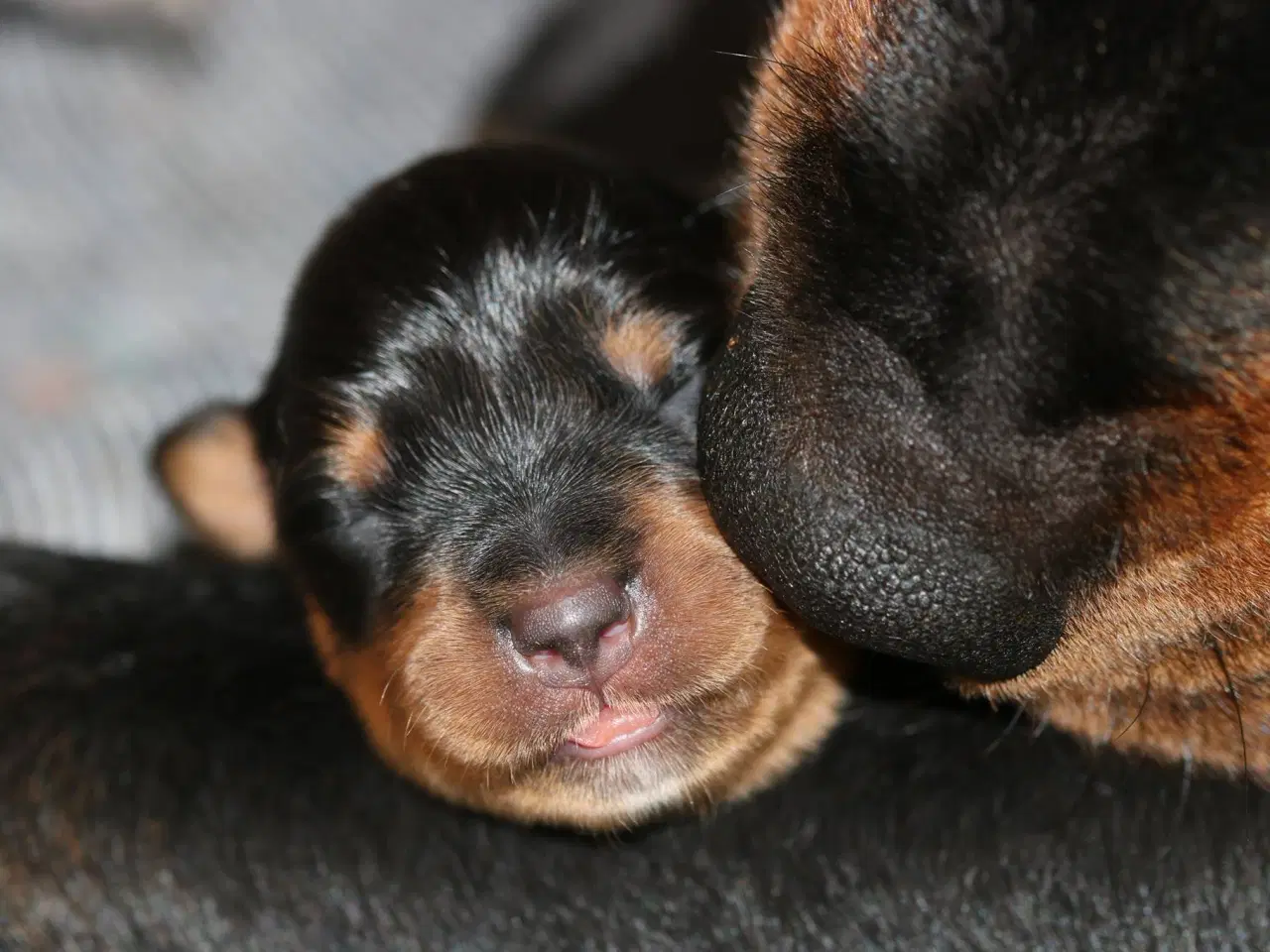 Billede 1 - M.B´Rottweiler Hvalpe