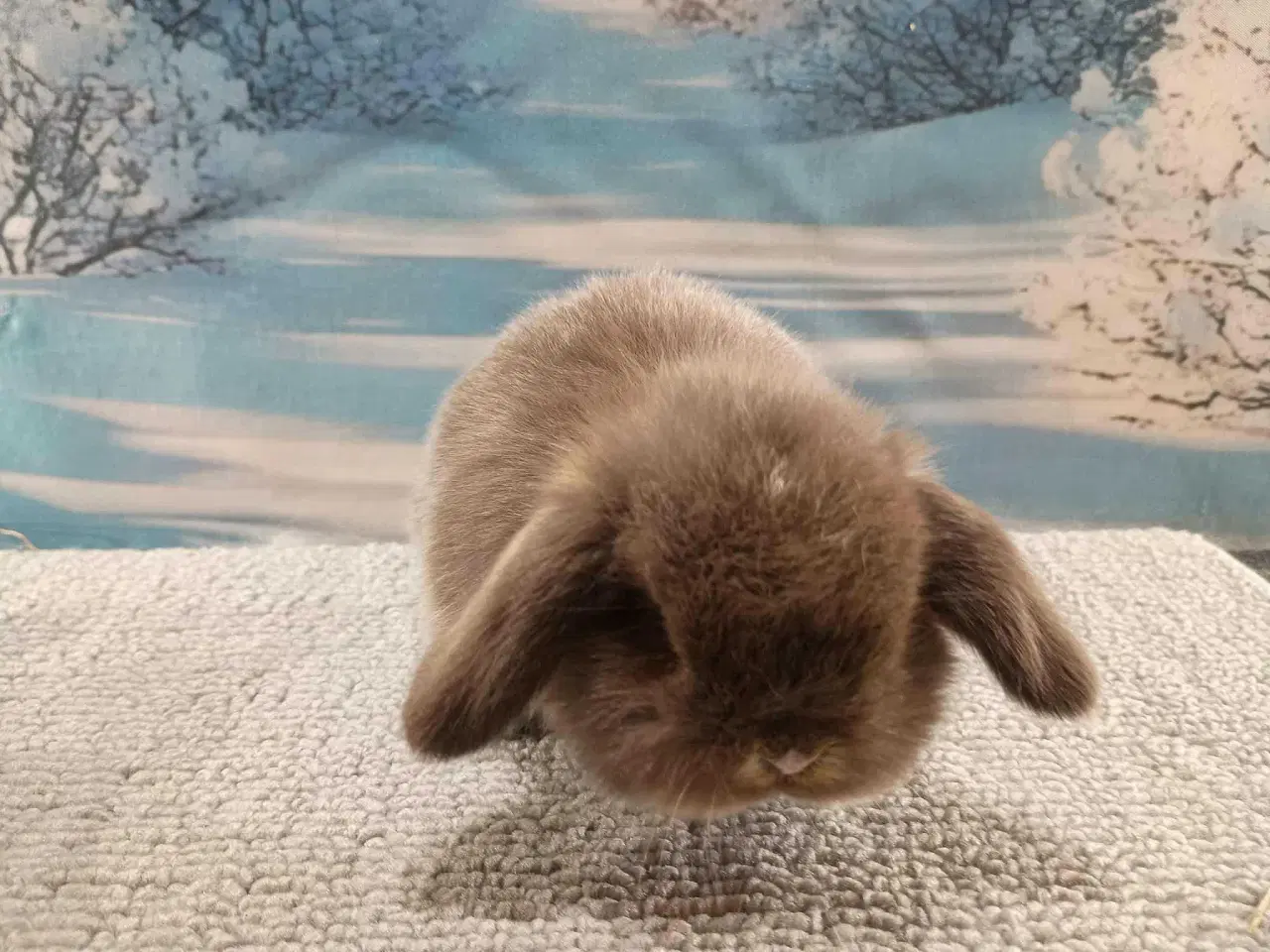 Billede 16 - Minilop pige, dværg kanin hun ung