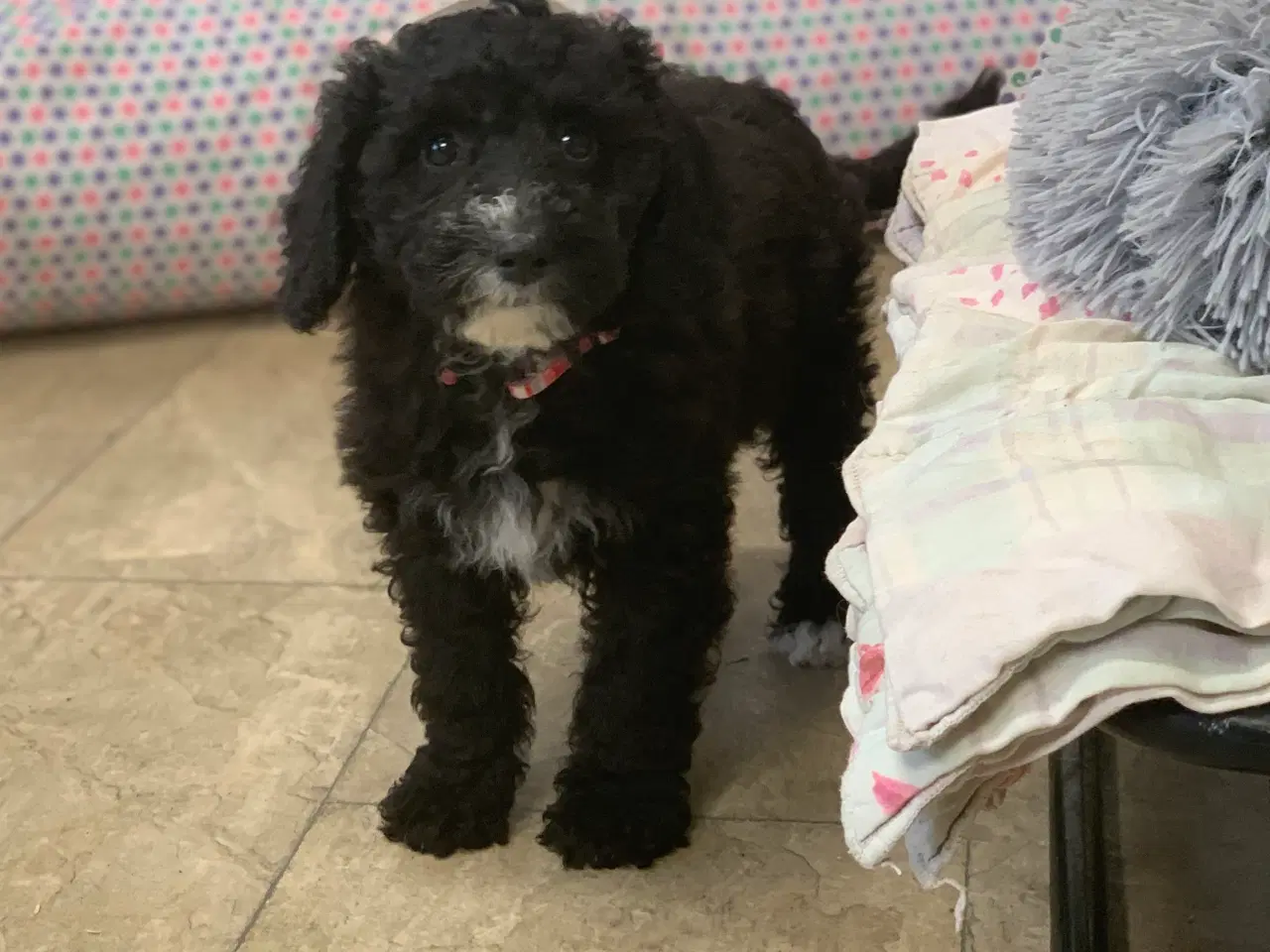 Billede 7 - Maltipoo babyer er rejse klar nu 