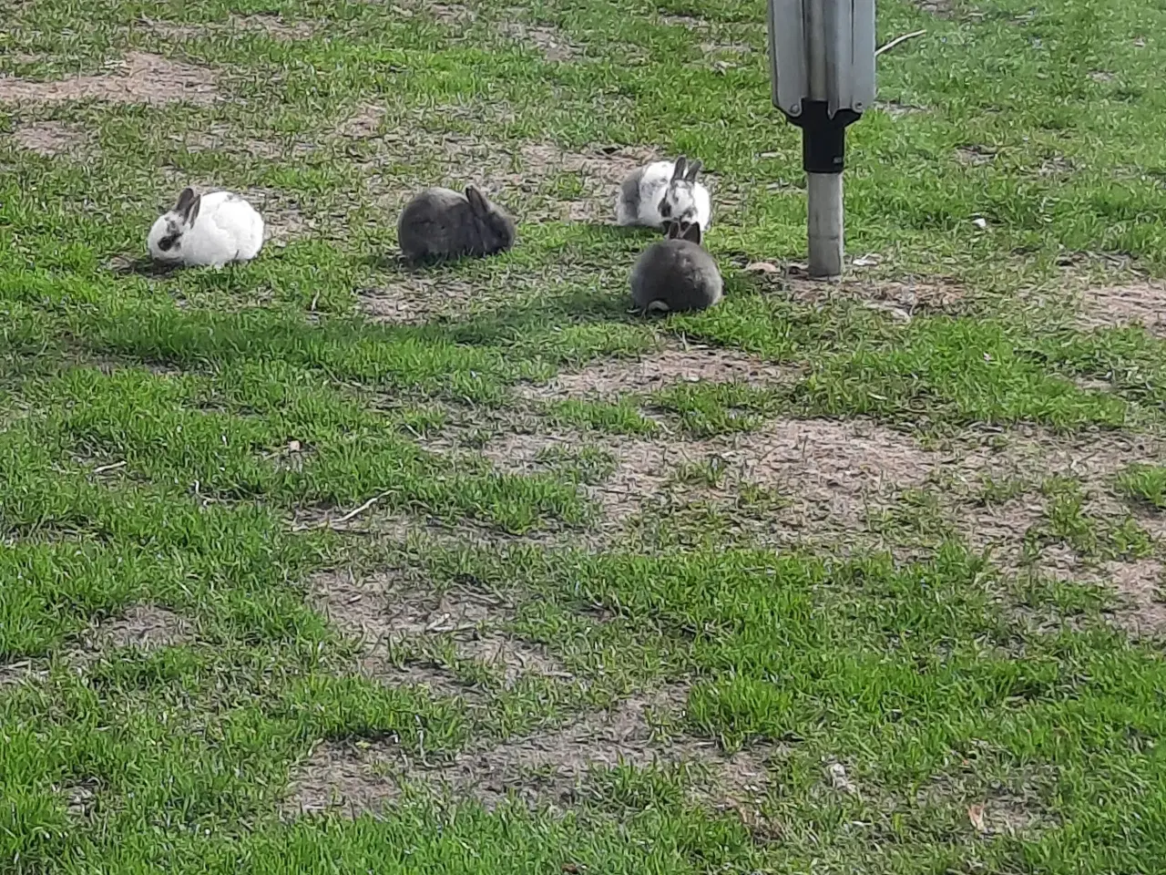 Billede 5 - Små kaniner til salg 75 kr