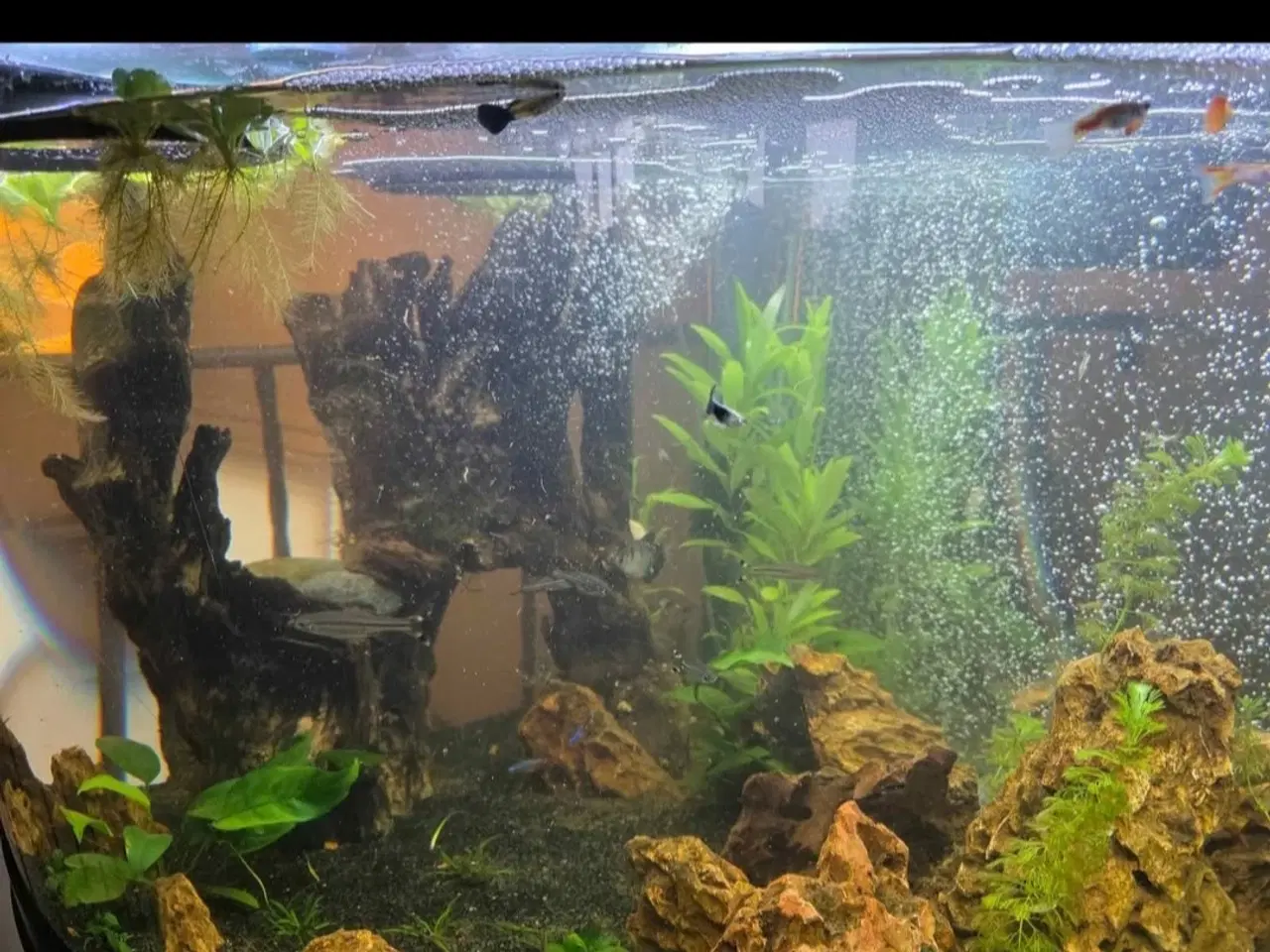 Billede 2 - Akvarium