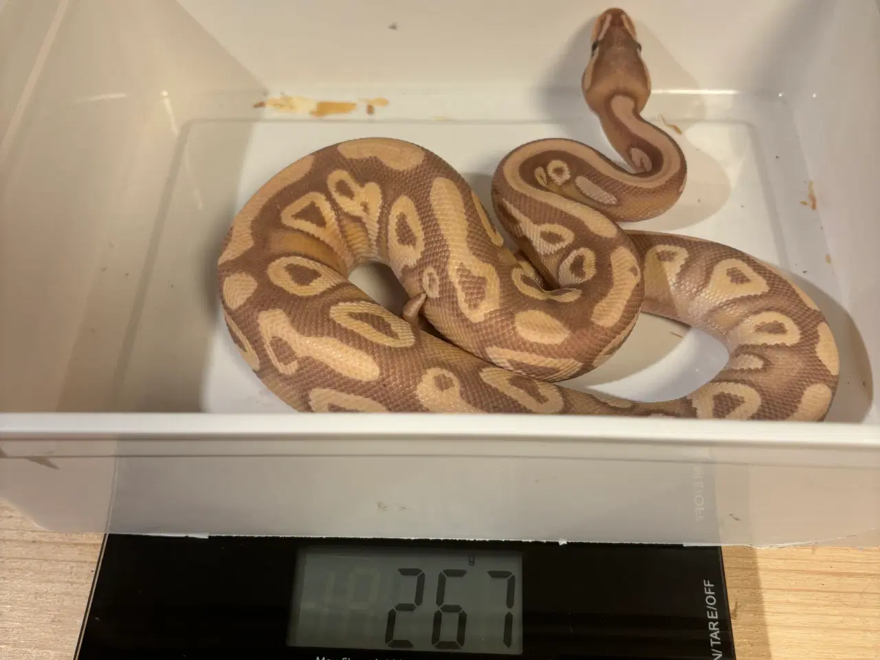 Billede 3 - 1.0 Banana Mojave konge Python 