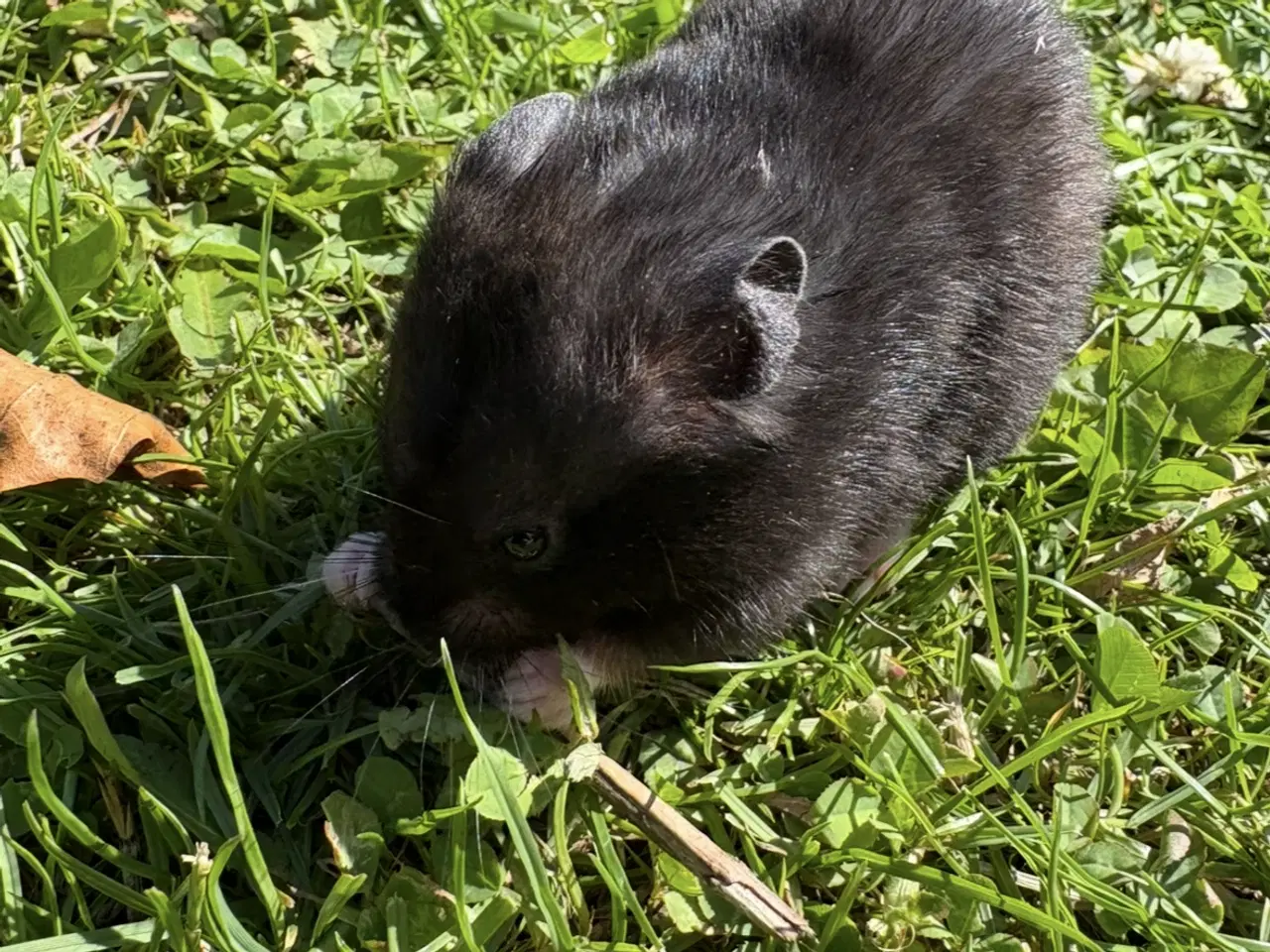 Billede 4 - Hamster 