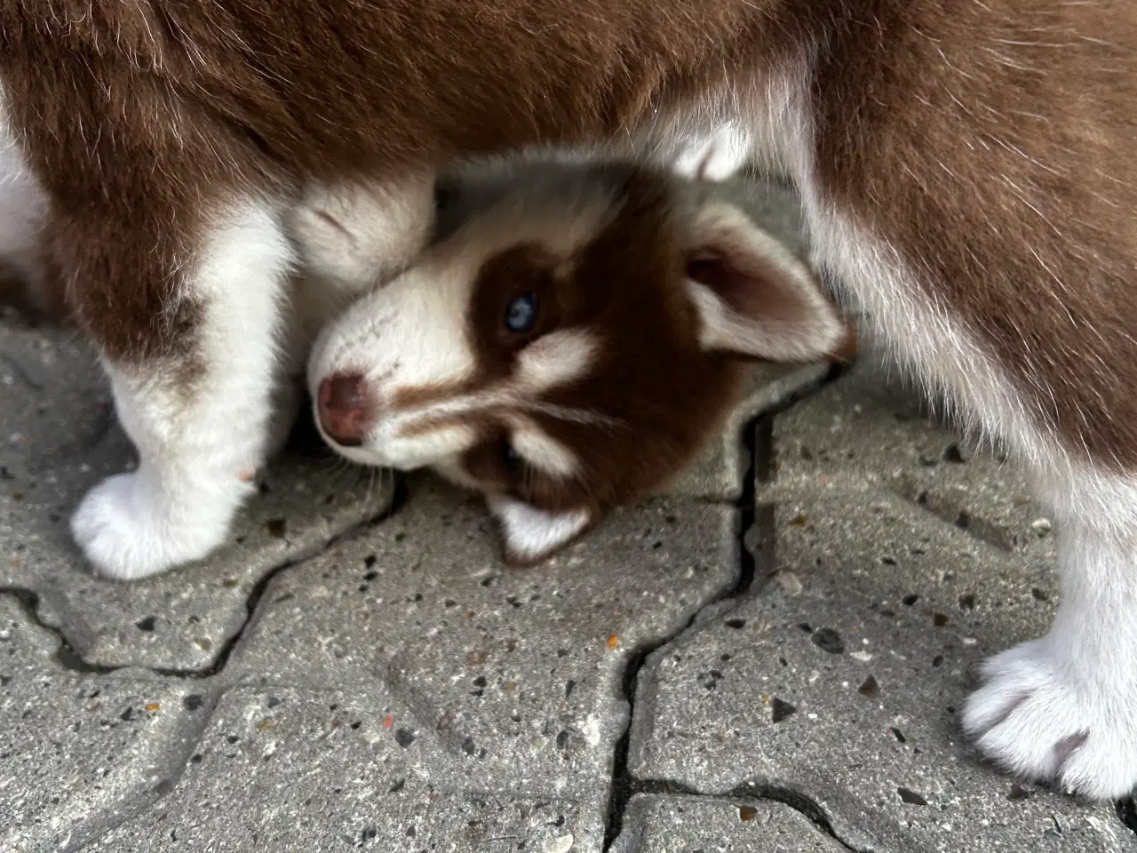 Billede 9 - Søde husky hvalpe søger ny familie