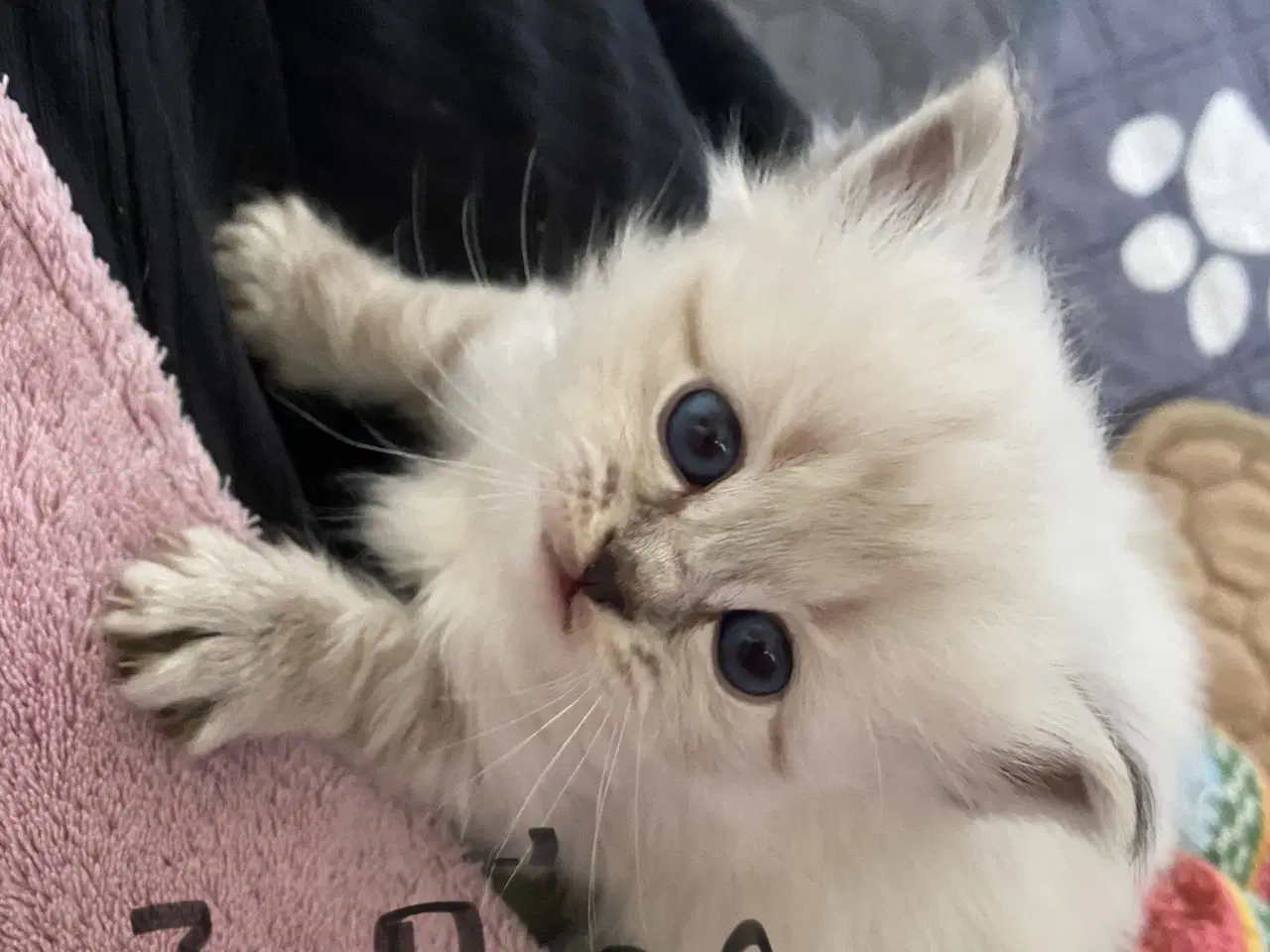 Billede 7 - Smukke og kærlige killinger-scottish fold blanding