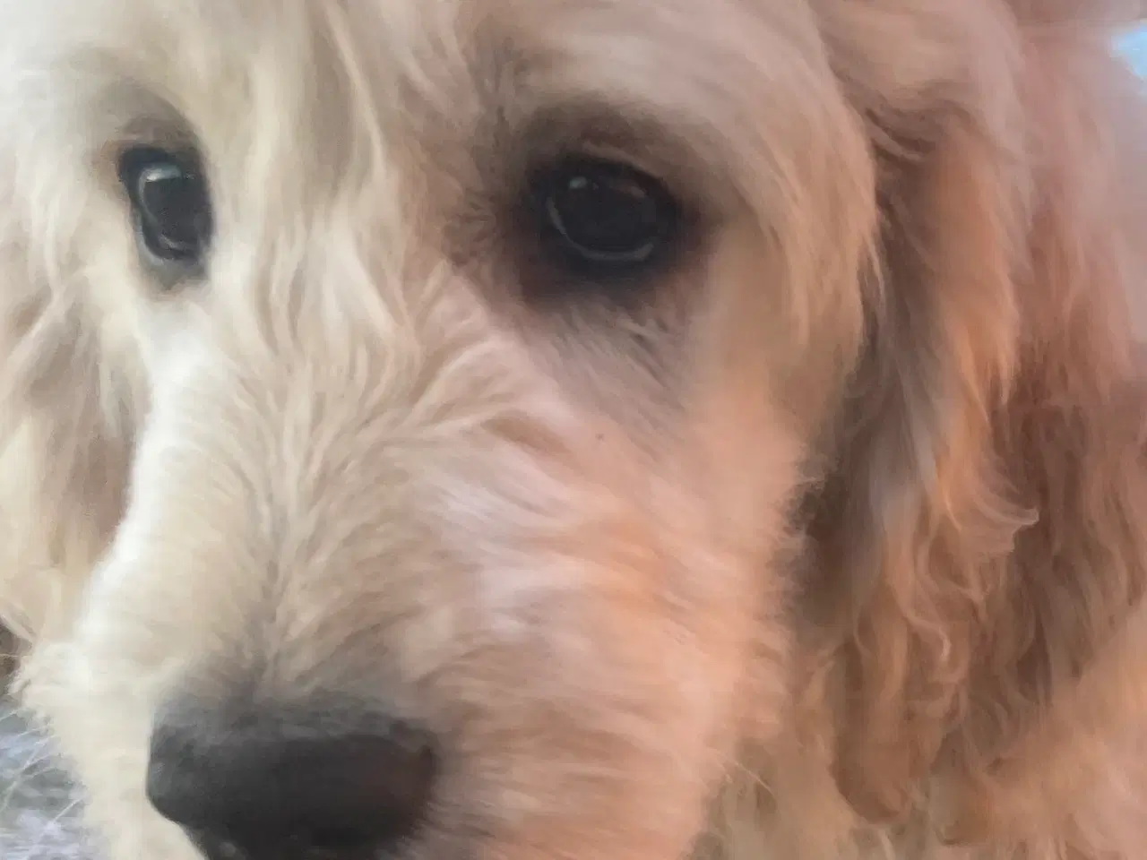 Billede 14 - Goldendoodle-HVALPE