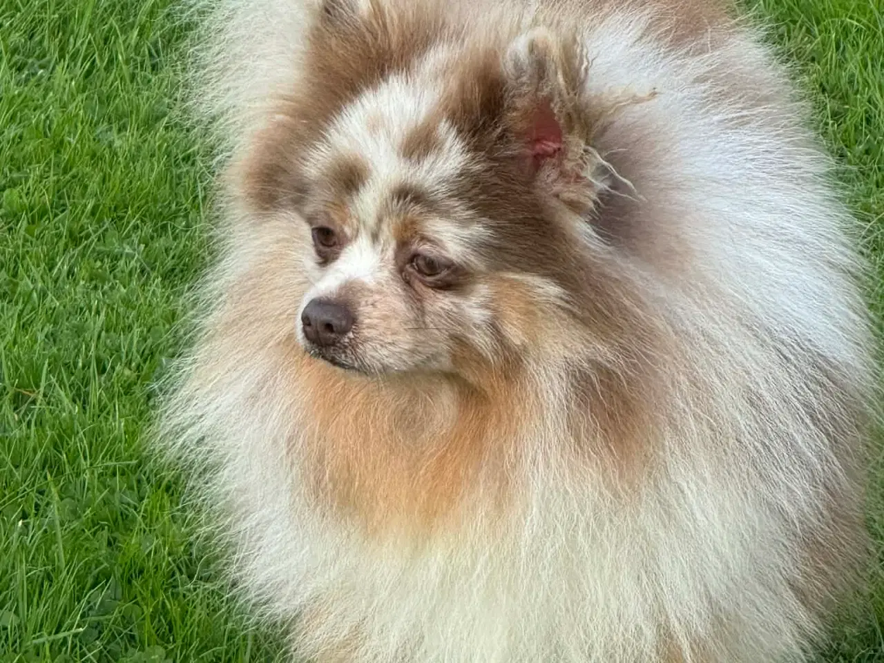 Billede 2 - 🌟 Smuk brun Merle Pomerania han 