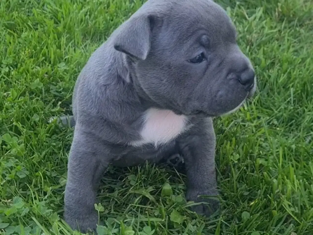 Billede 10 - American Bully Pige Blu 