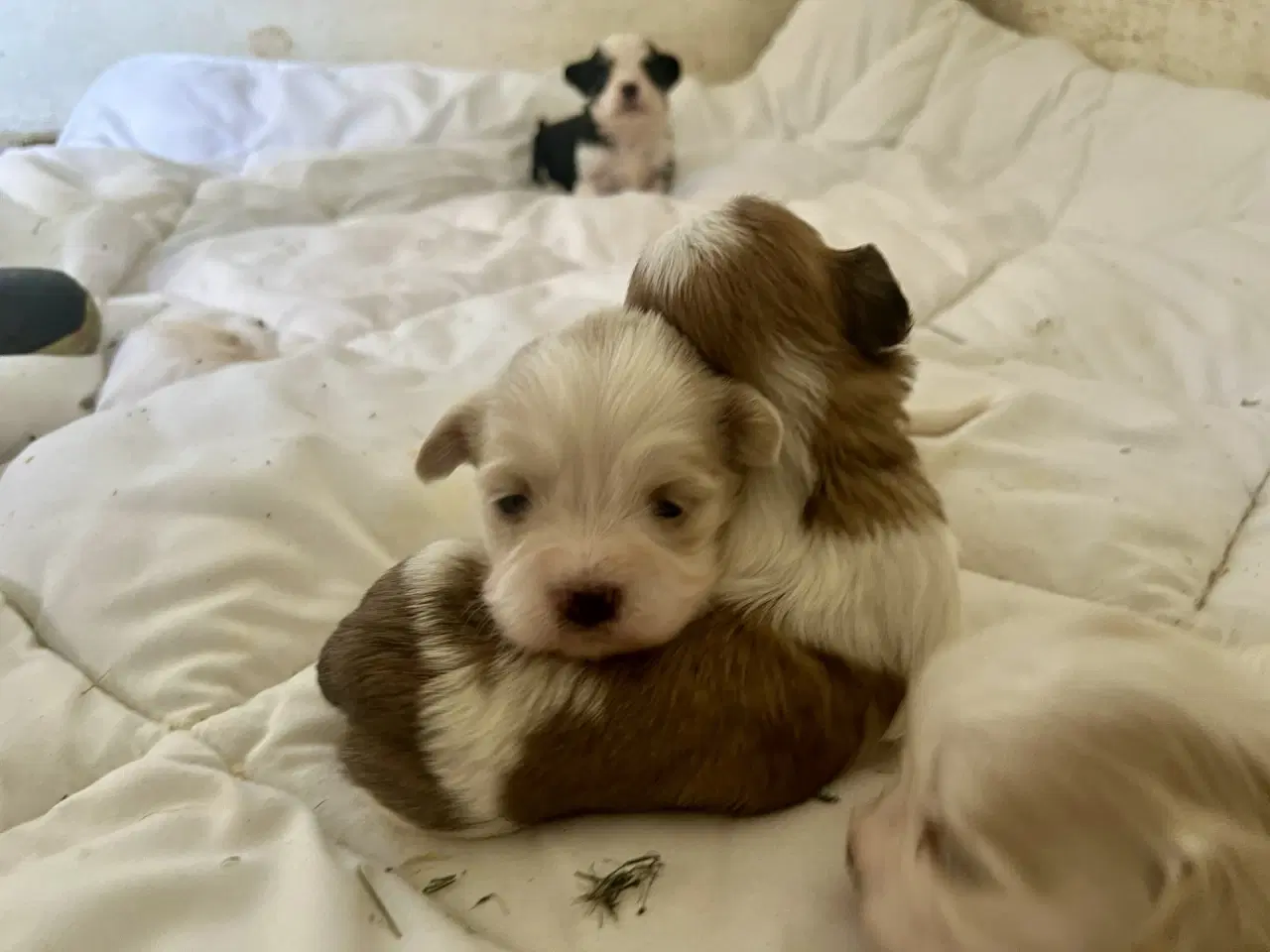 Billede 6 - Allergivenlig Shih Tzu / Bichon Havanais