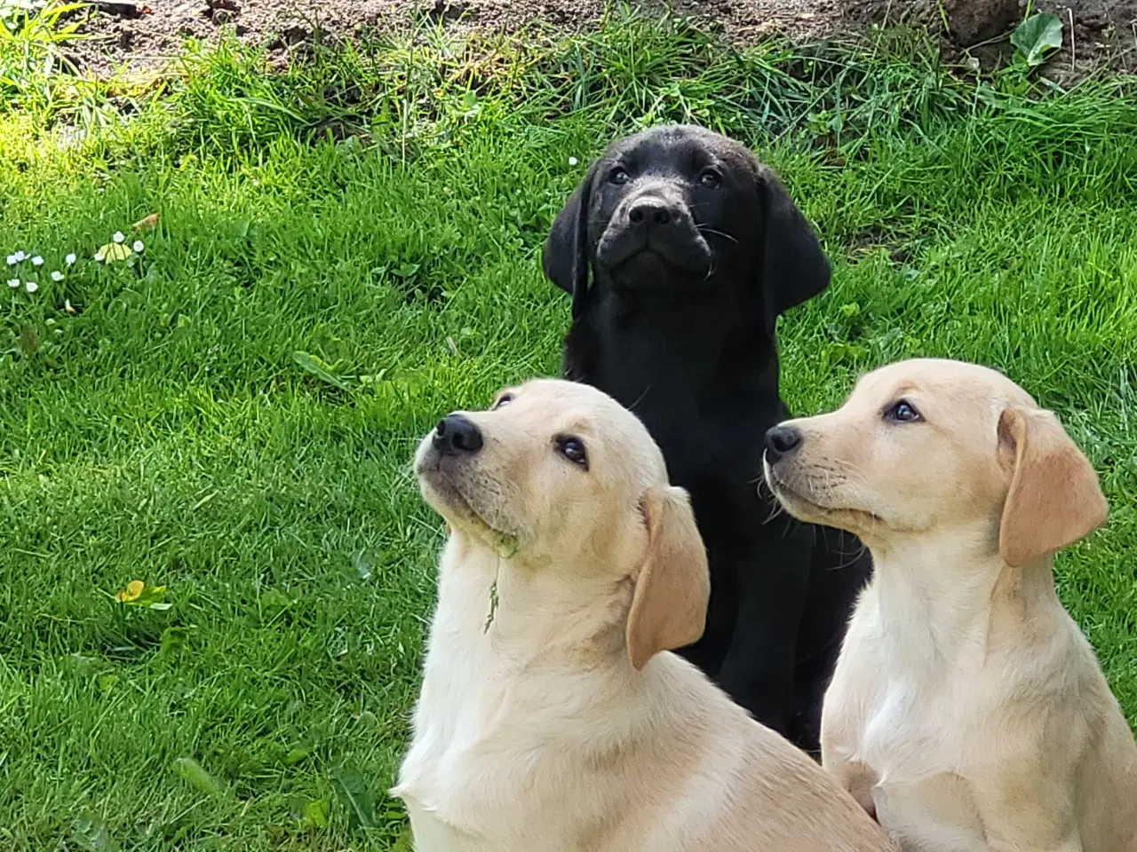 Billede 2 - Labrador retriver