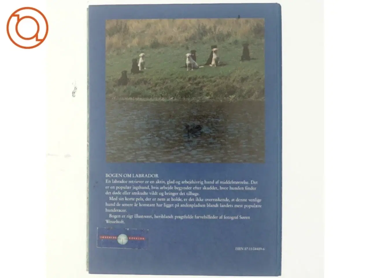 Billede 3 - Bogen om Labrador af Dinny Lund