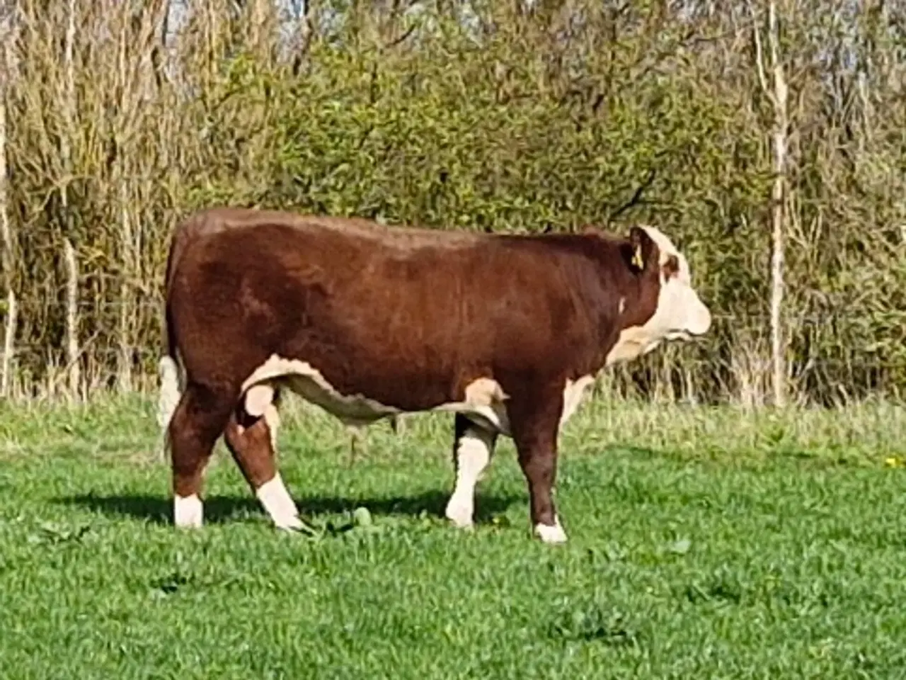 Billede 1 - Hereford tyr sælges