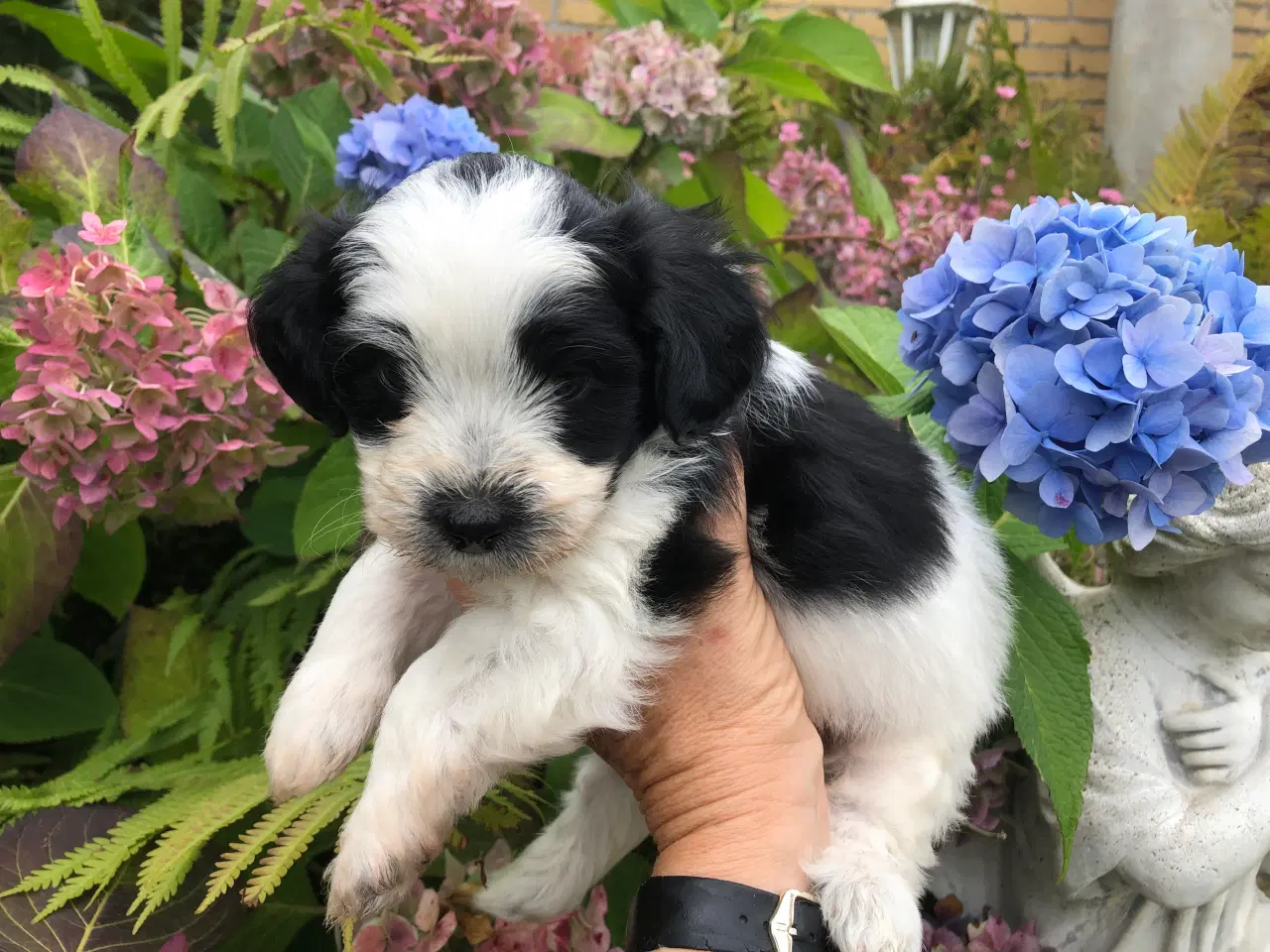 Billede 2 - Lhasa apso / puddel