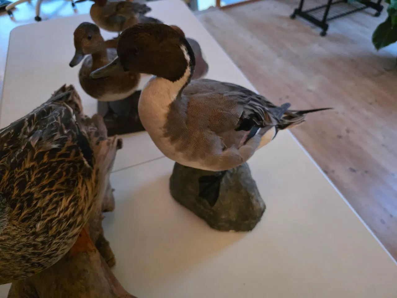 Billede 8 - Svømmeænder sælges samlet eller hver for sig