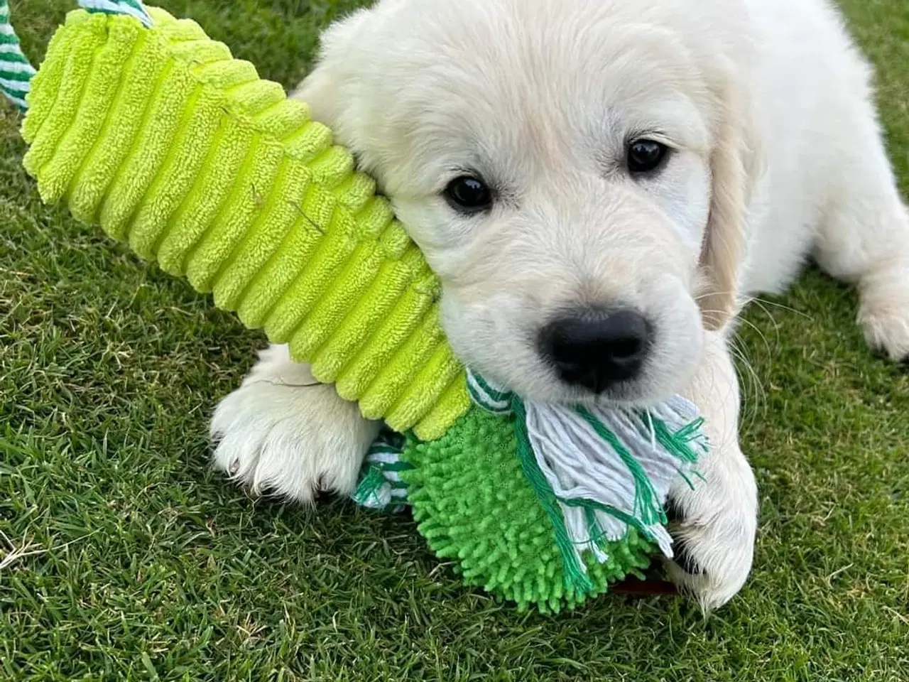 Billede 1 - Goldenretriver hvalpe