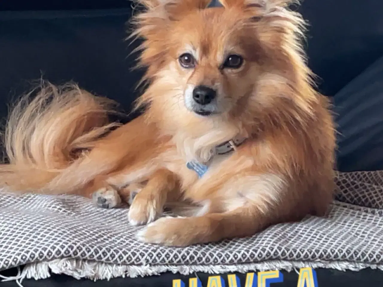 Billede 11 - Pomeranian bl.