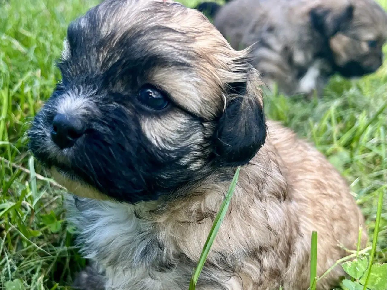 Billede 4 - Allergivenlige blandingshvalpe Pudel / Shih Tzu