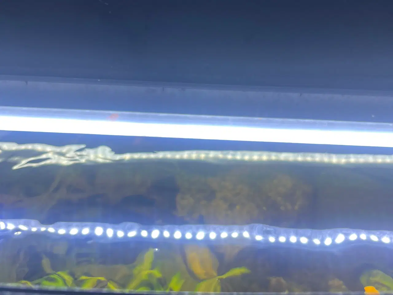Billede 3 - Juvel akvarie