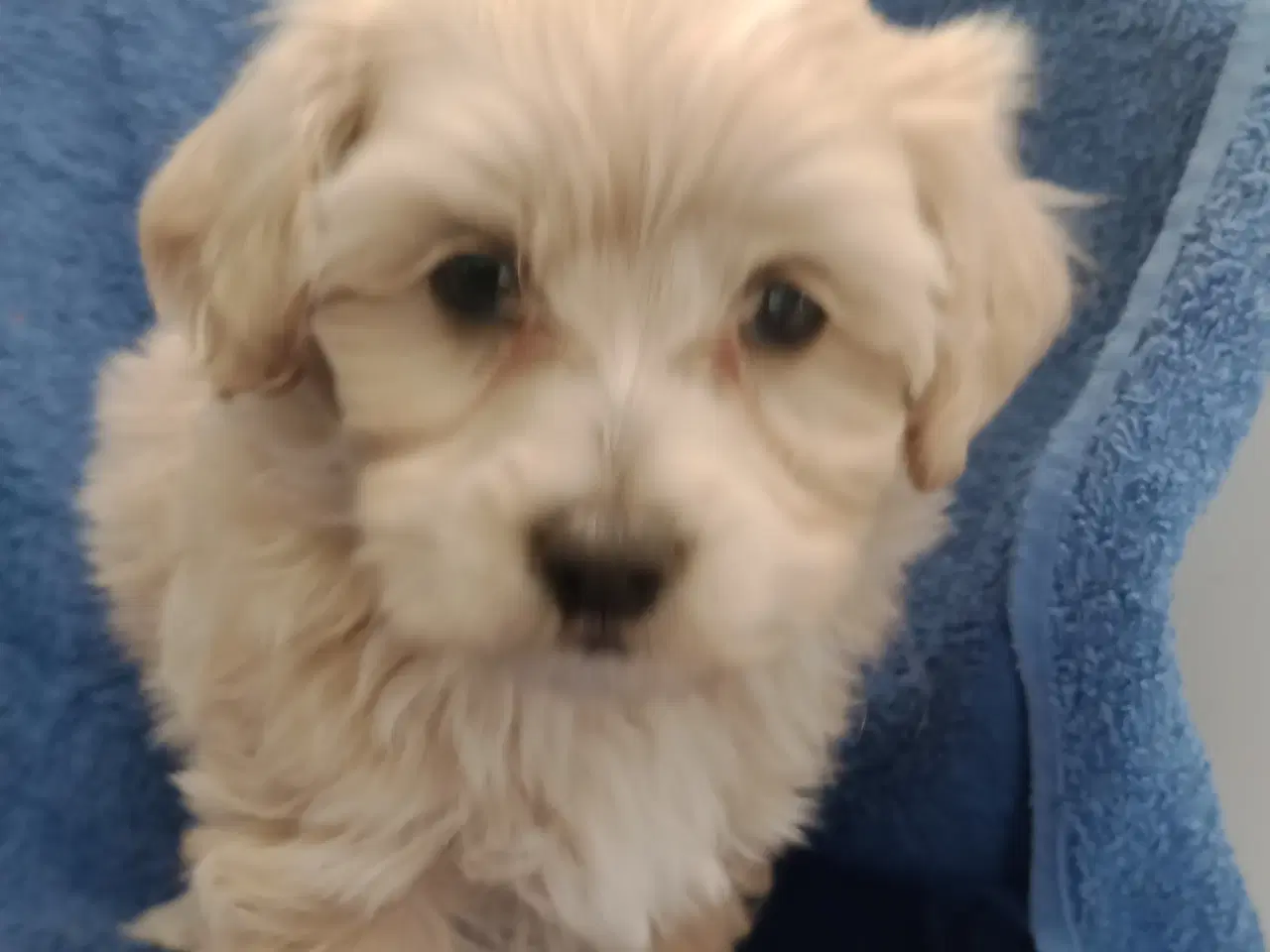 Billede 13 - Maltipoo hvalpe
