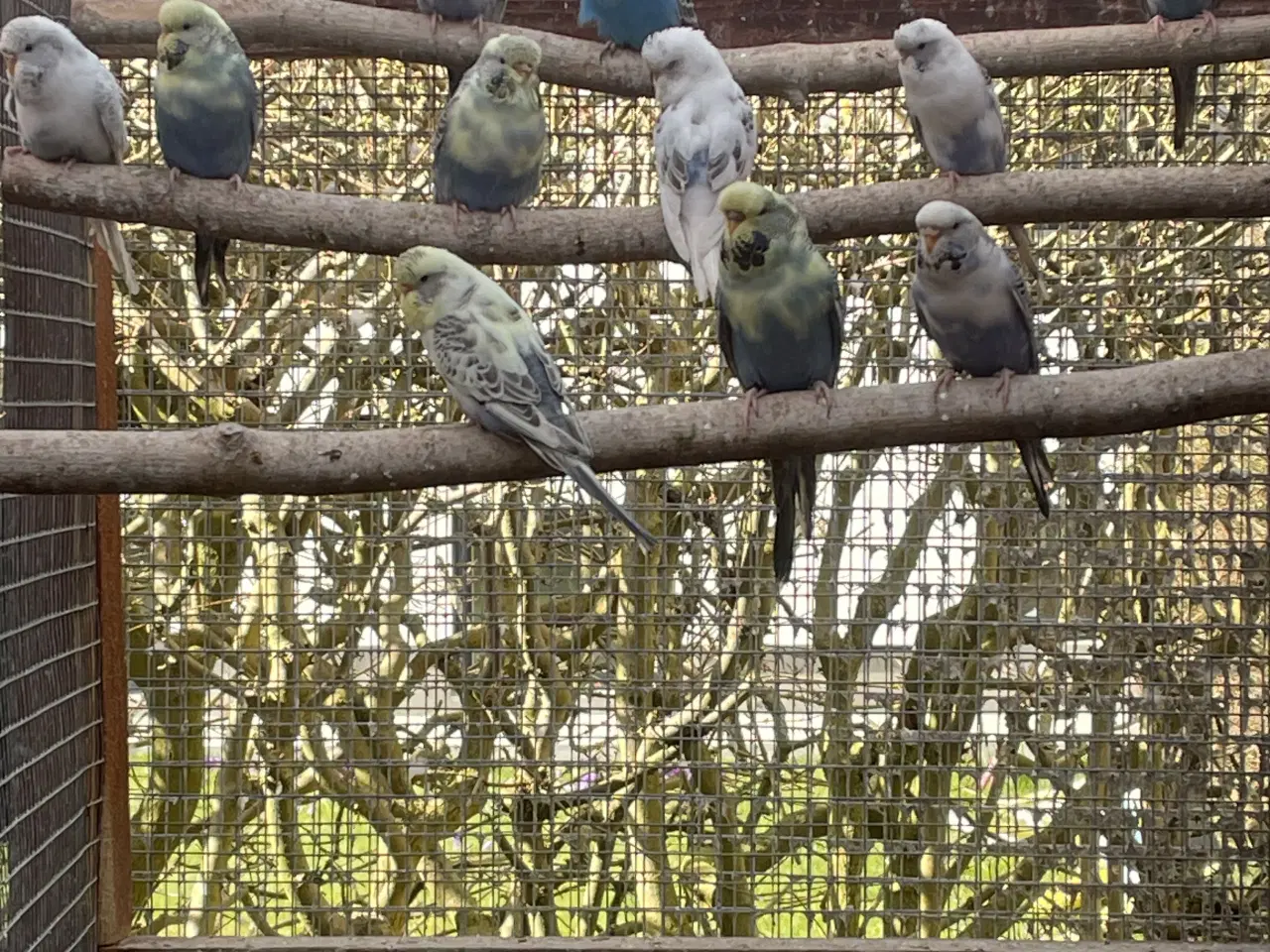 Billede 1 - Engelske undulater