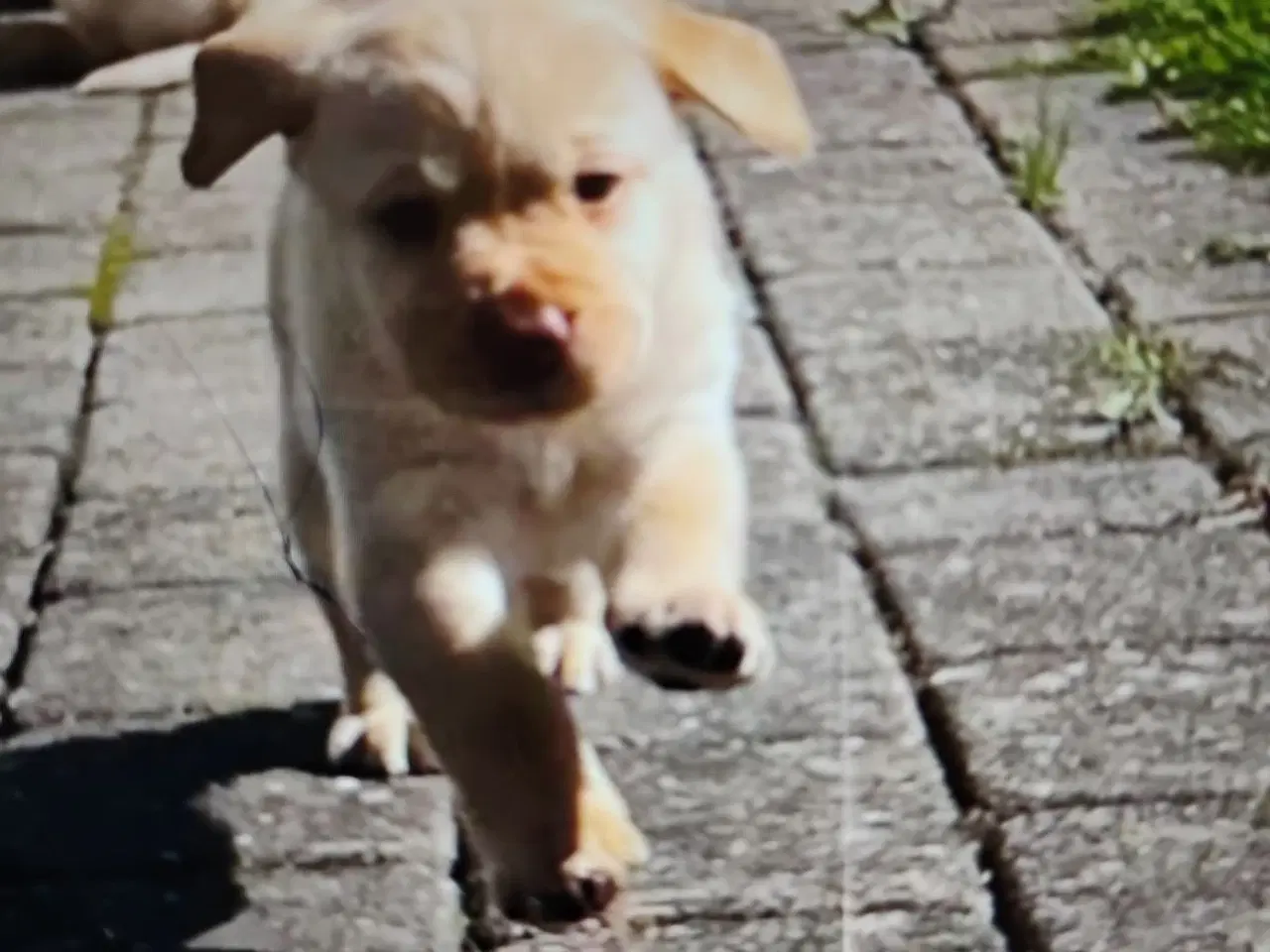 Billede 3 - Ren gammeldags Labrador hvalpe til salg🐾